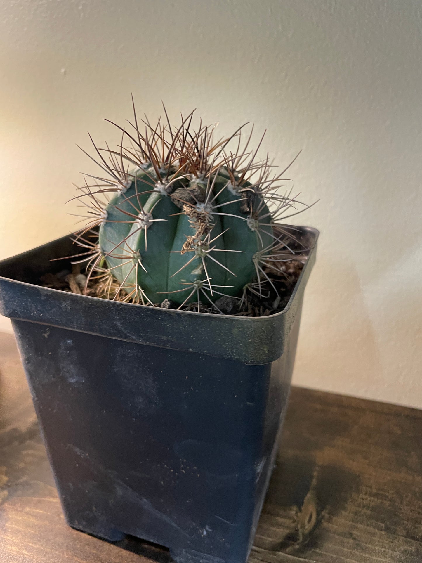 Ferocactus glaucescens Blue Golden Barrel Cactus