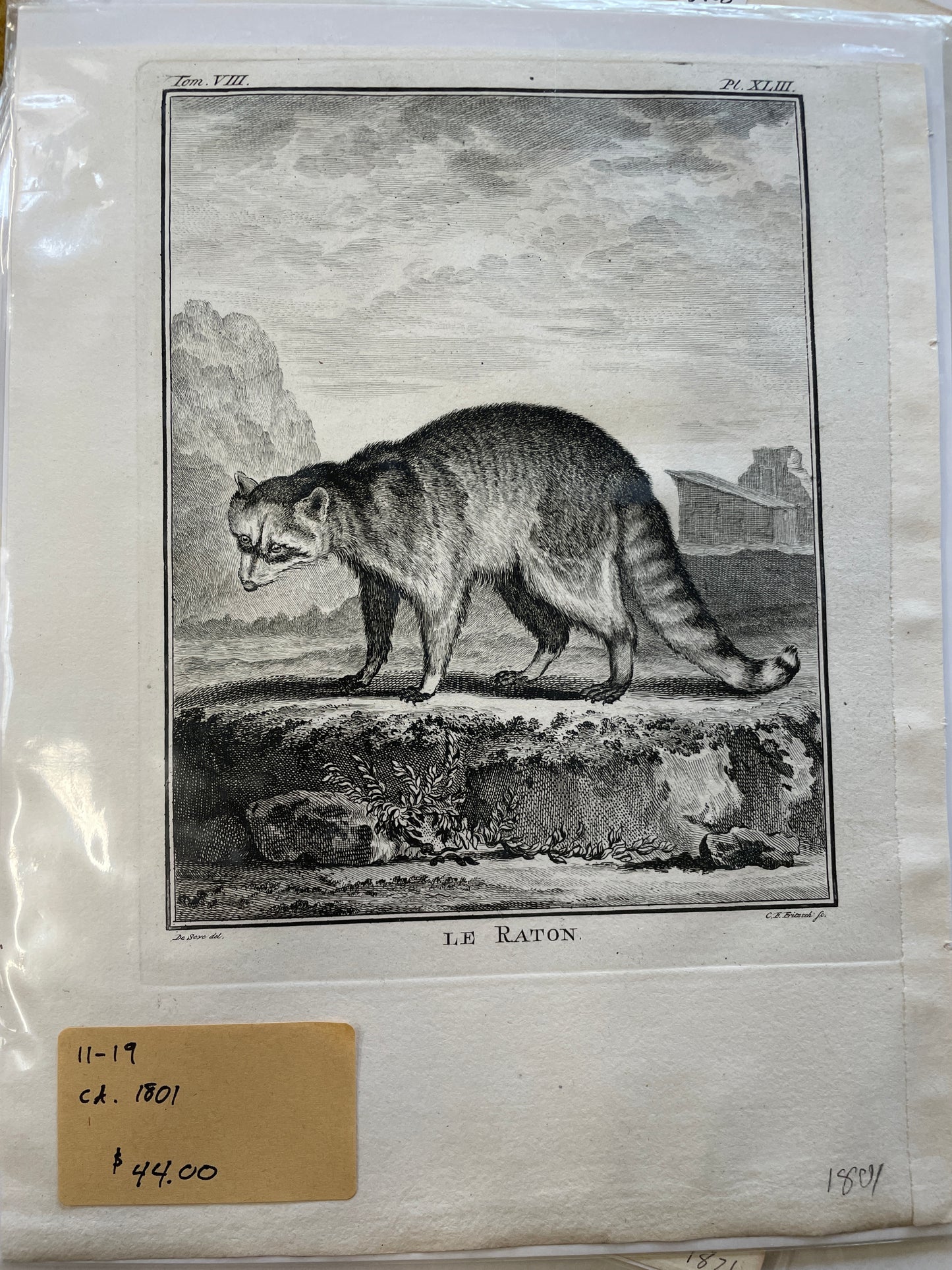 Raccoon 11-19 - print