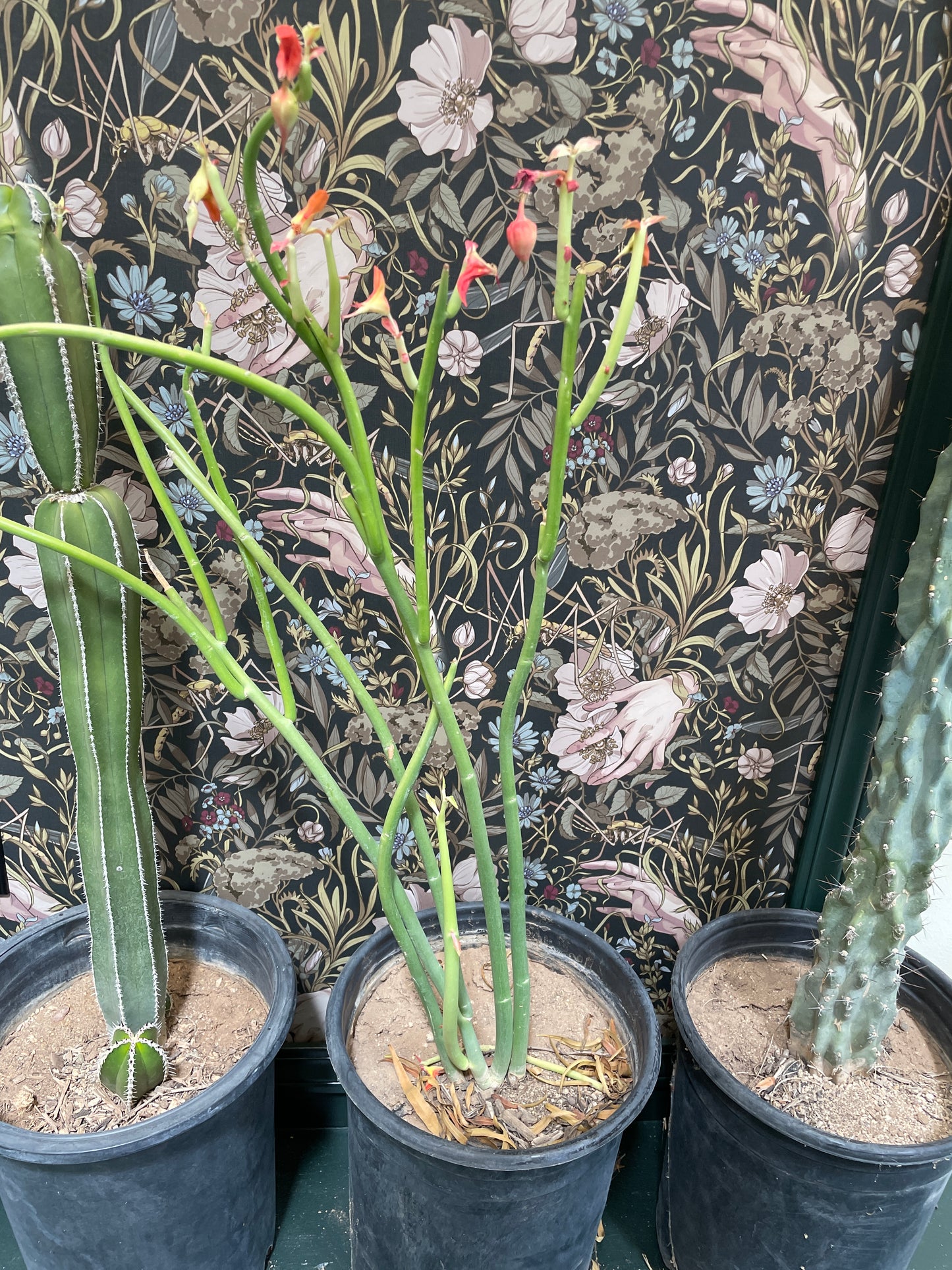 Cactus Rooted