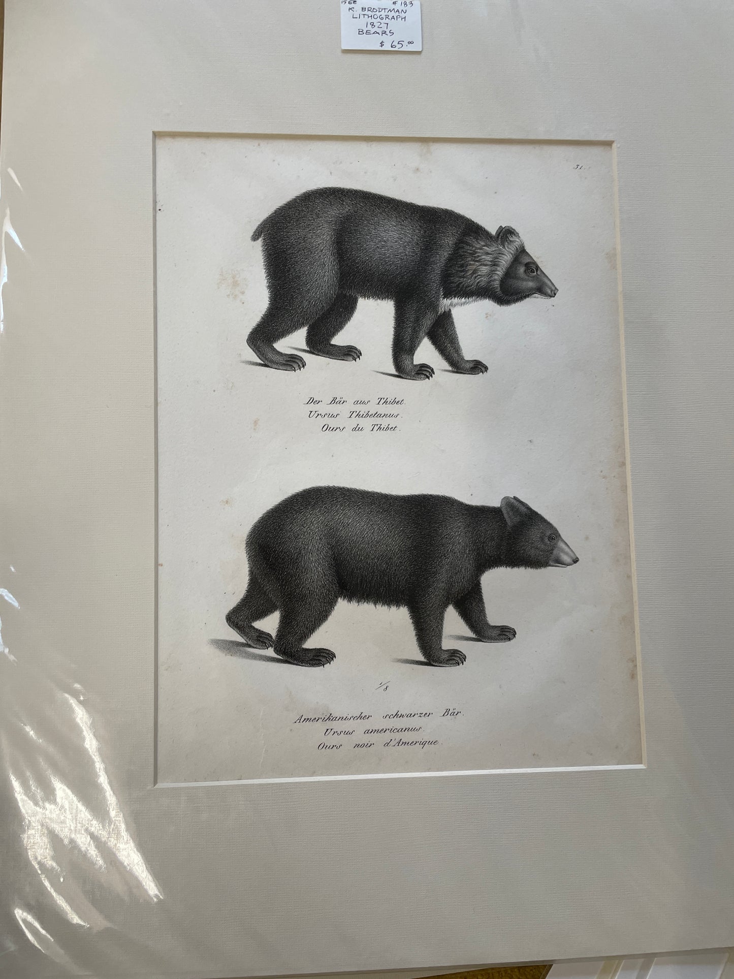 Bear broadtman lithograph -print