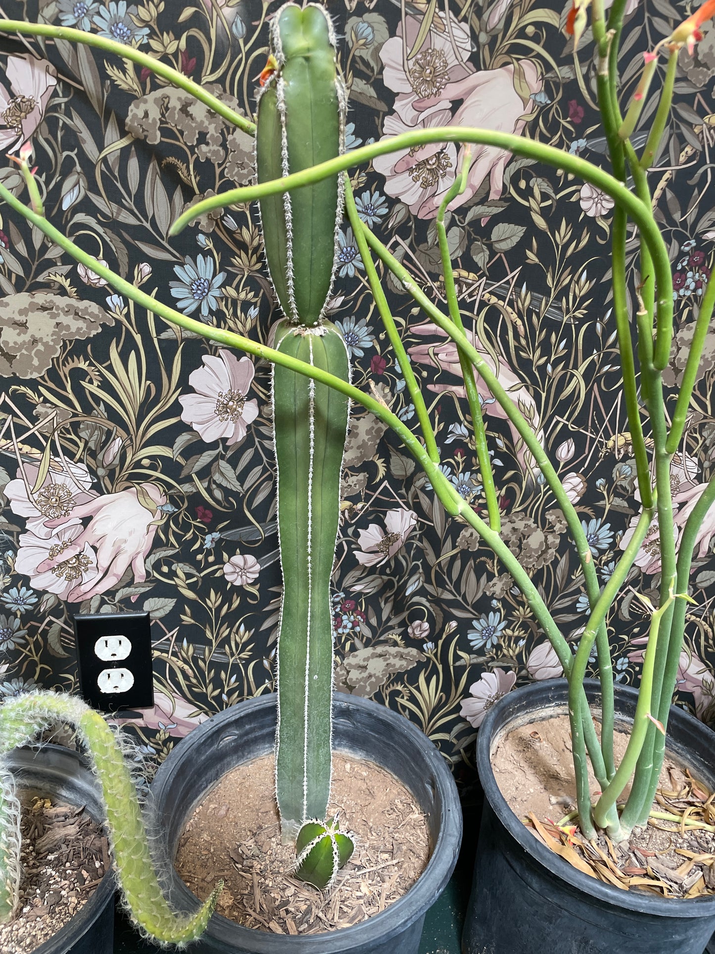 Cactus Rooted