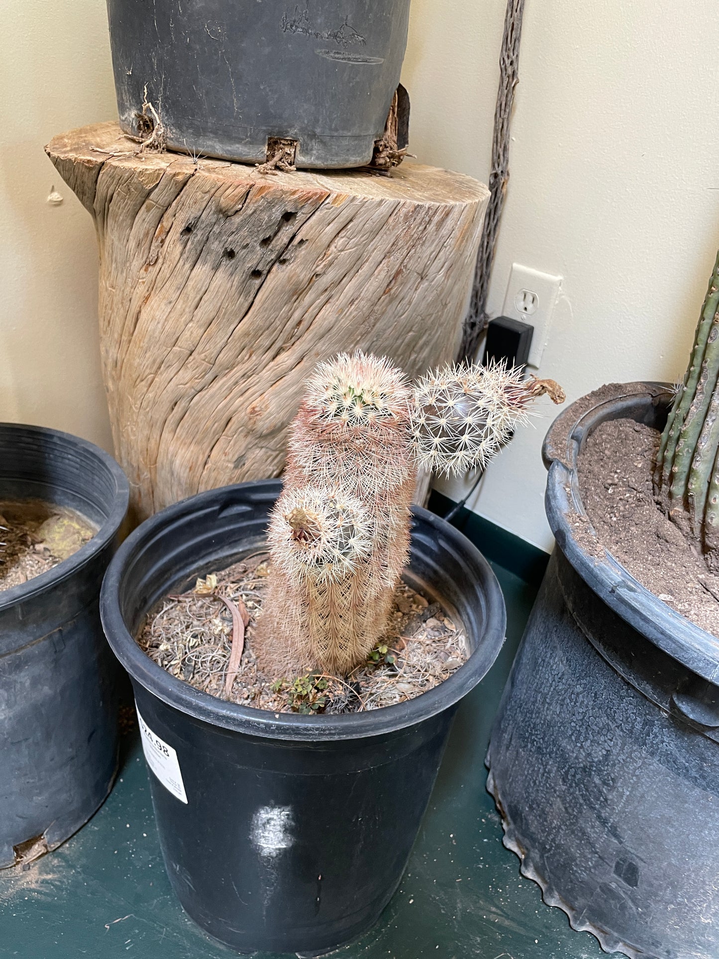 Cactus Rooted