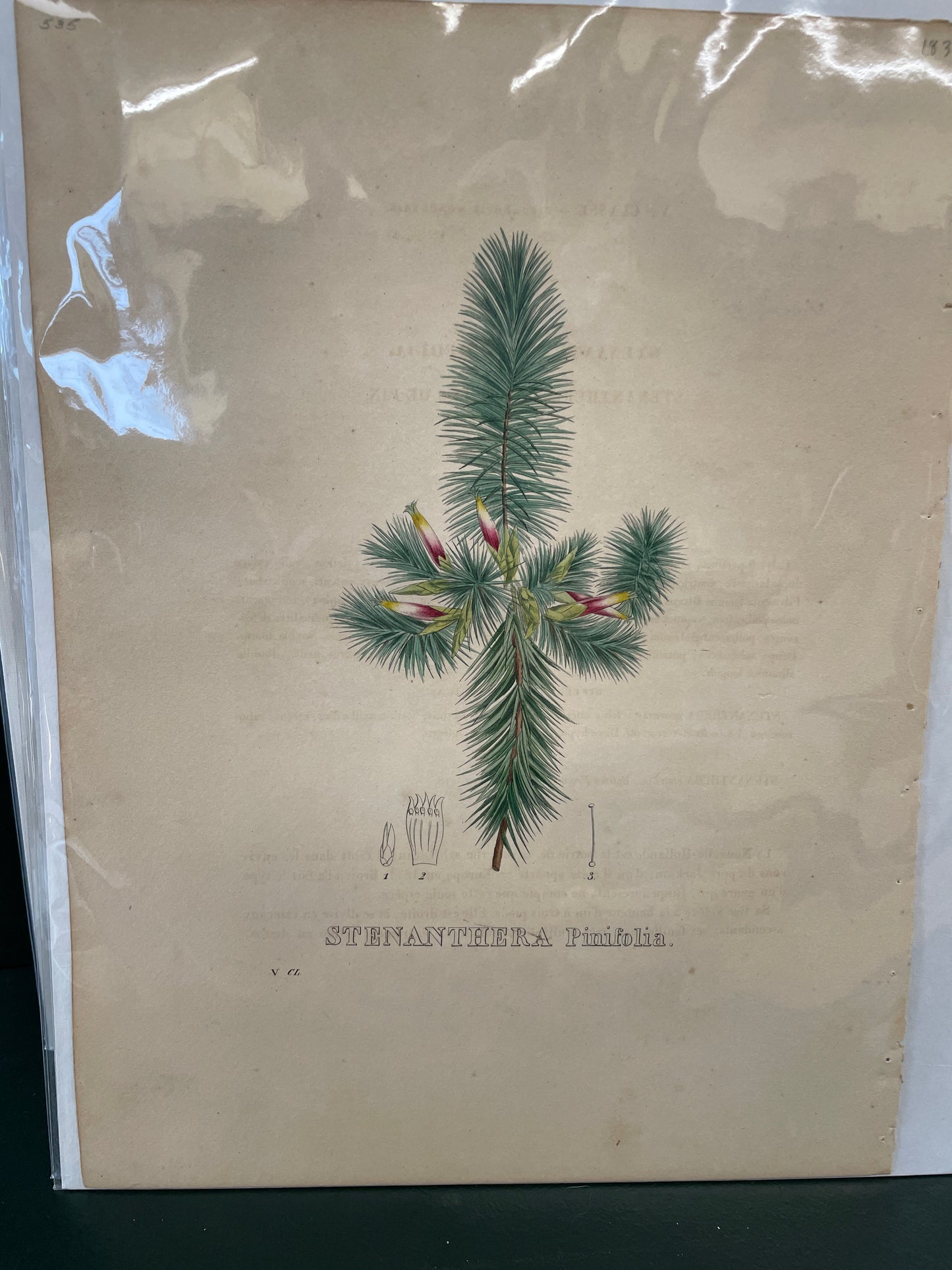 Stenanthera 10-535 - print