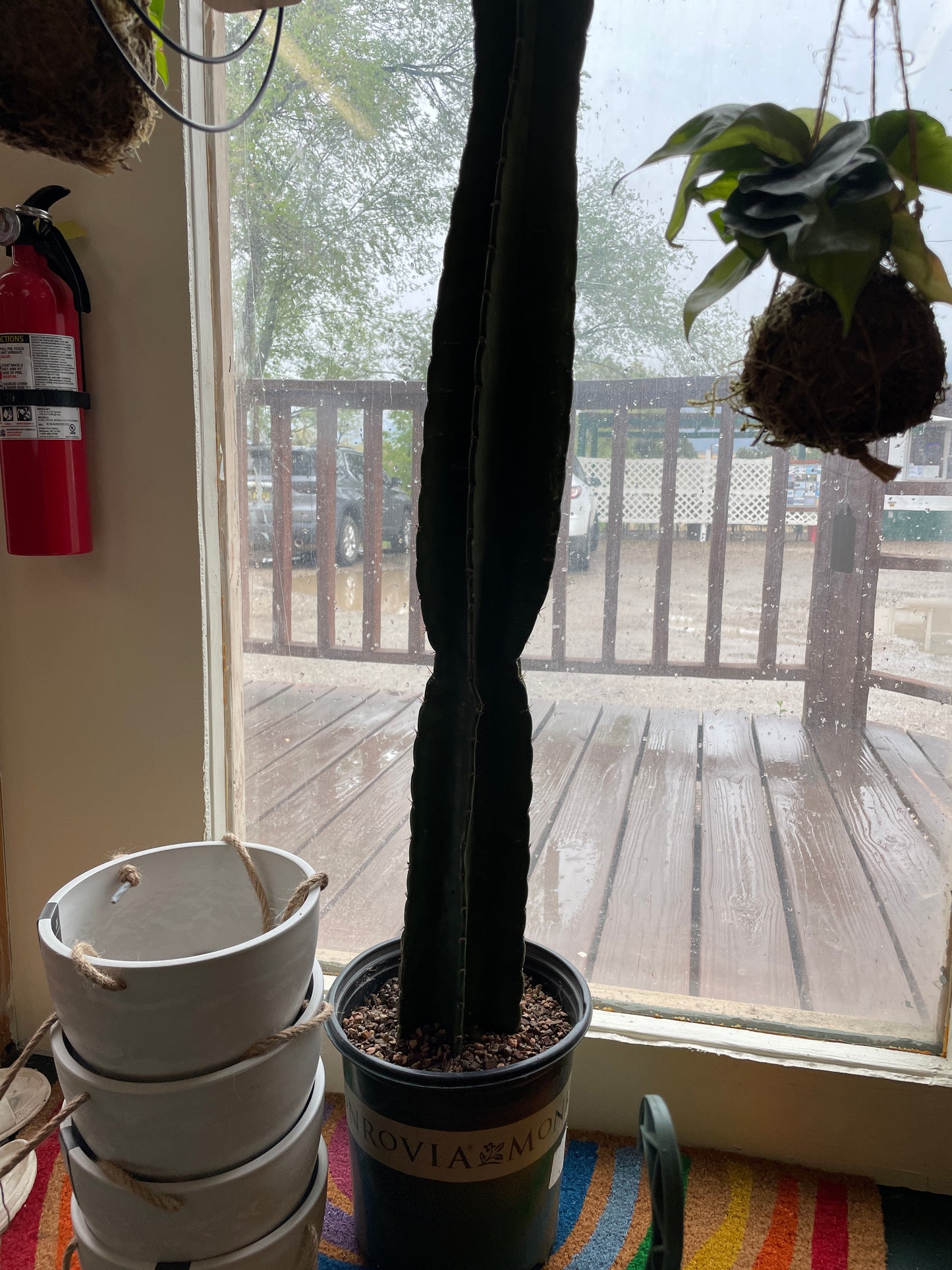 Peruvian Apple Cactus