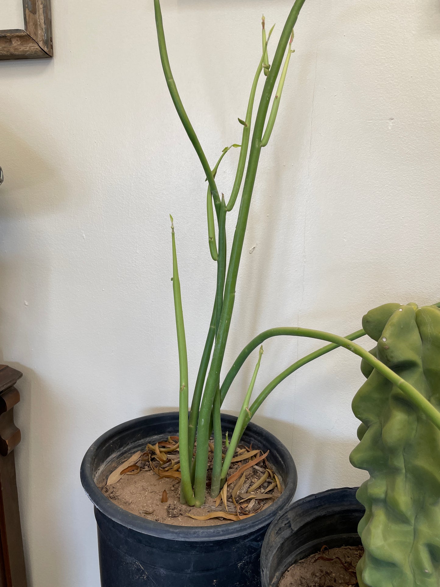 Cactus Rooted