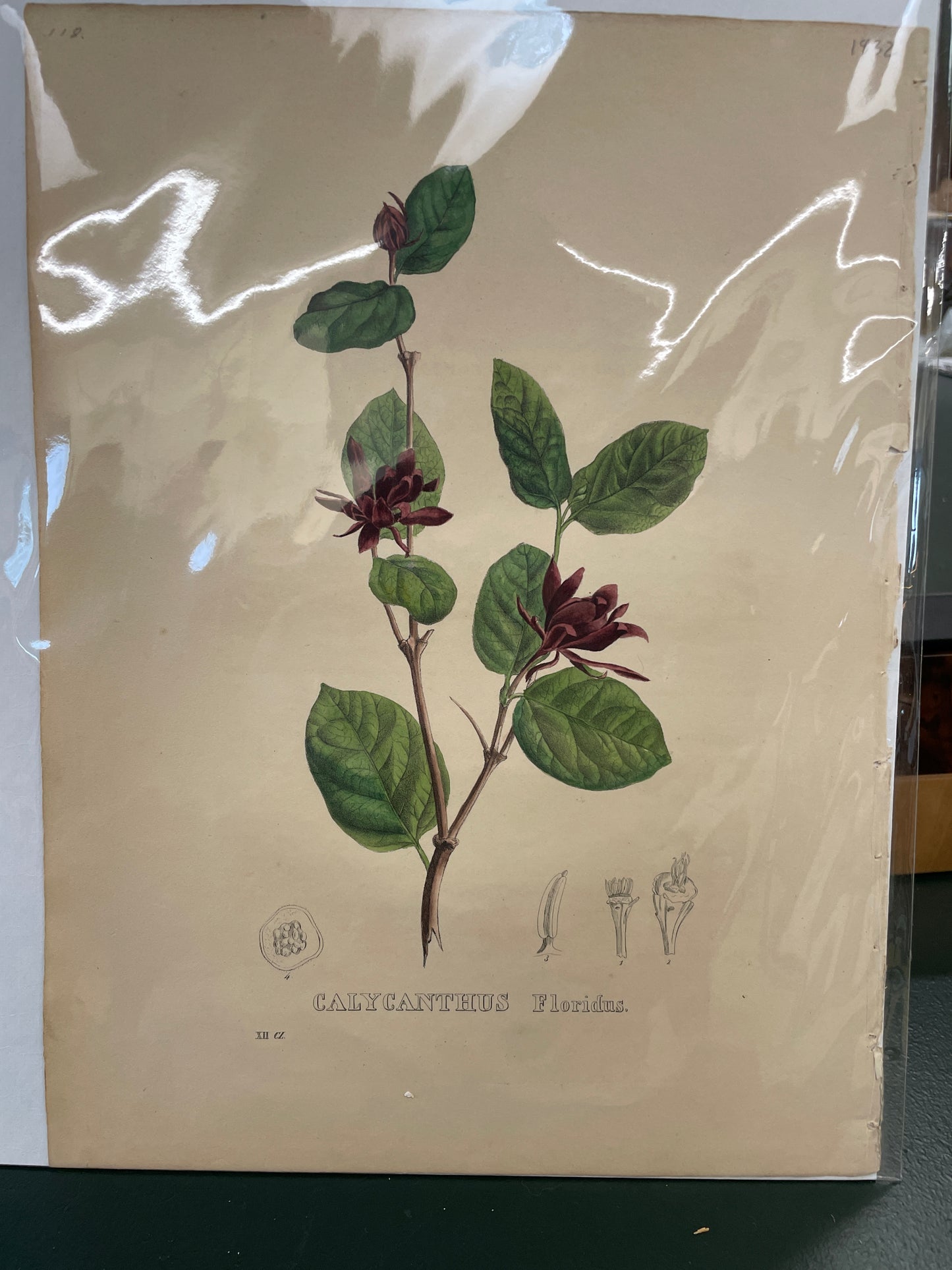 Calycanthus 10-118 - print