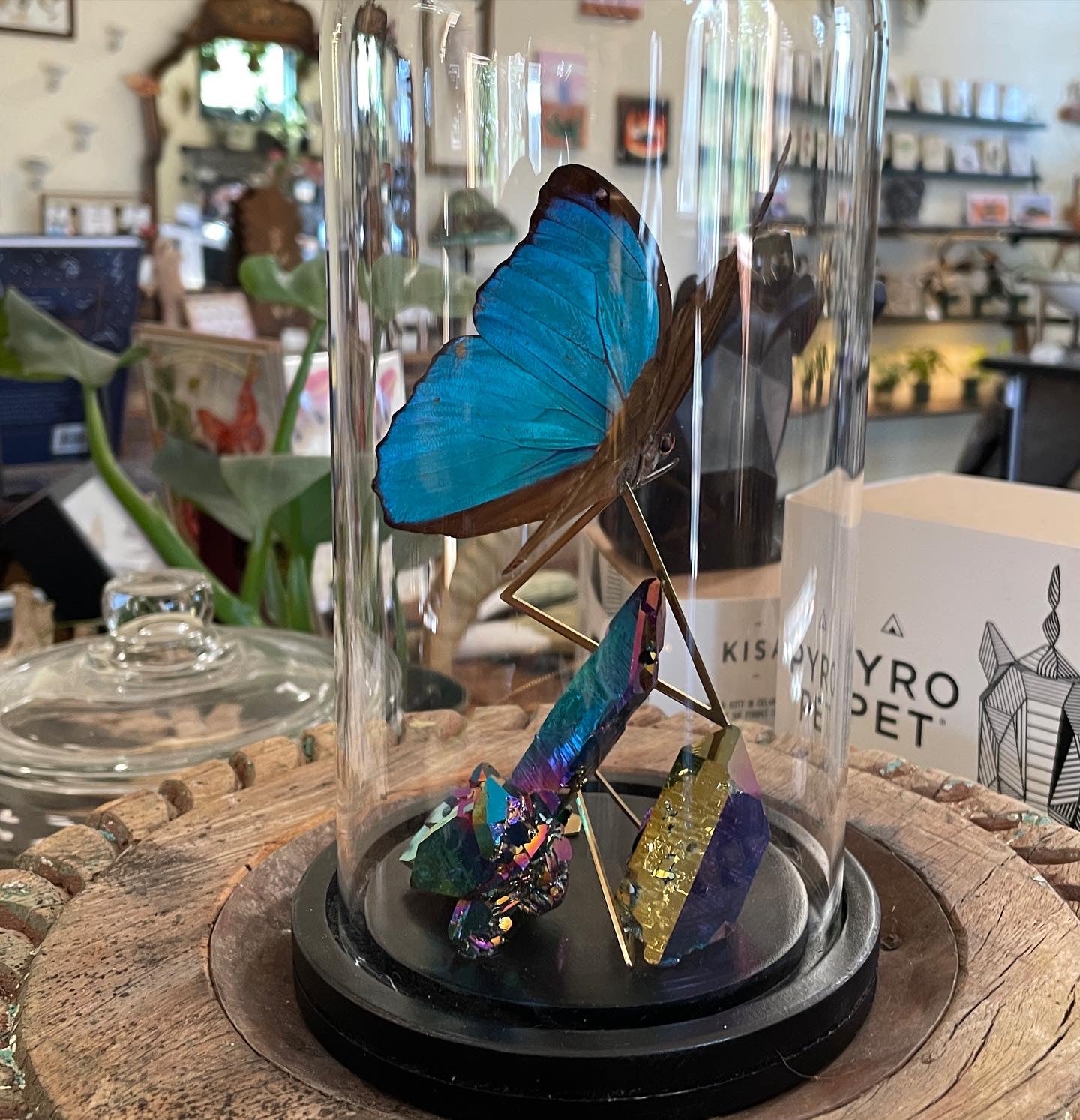 Blue Morpho + titanium quarts - Decayed Brocade dome
