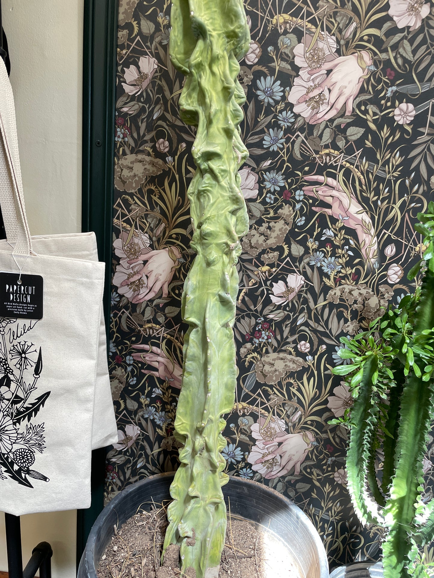 Cactus Rooted
