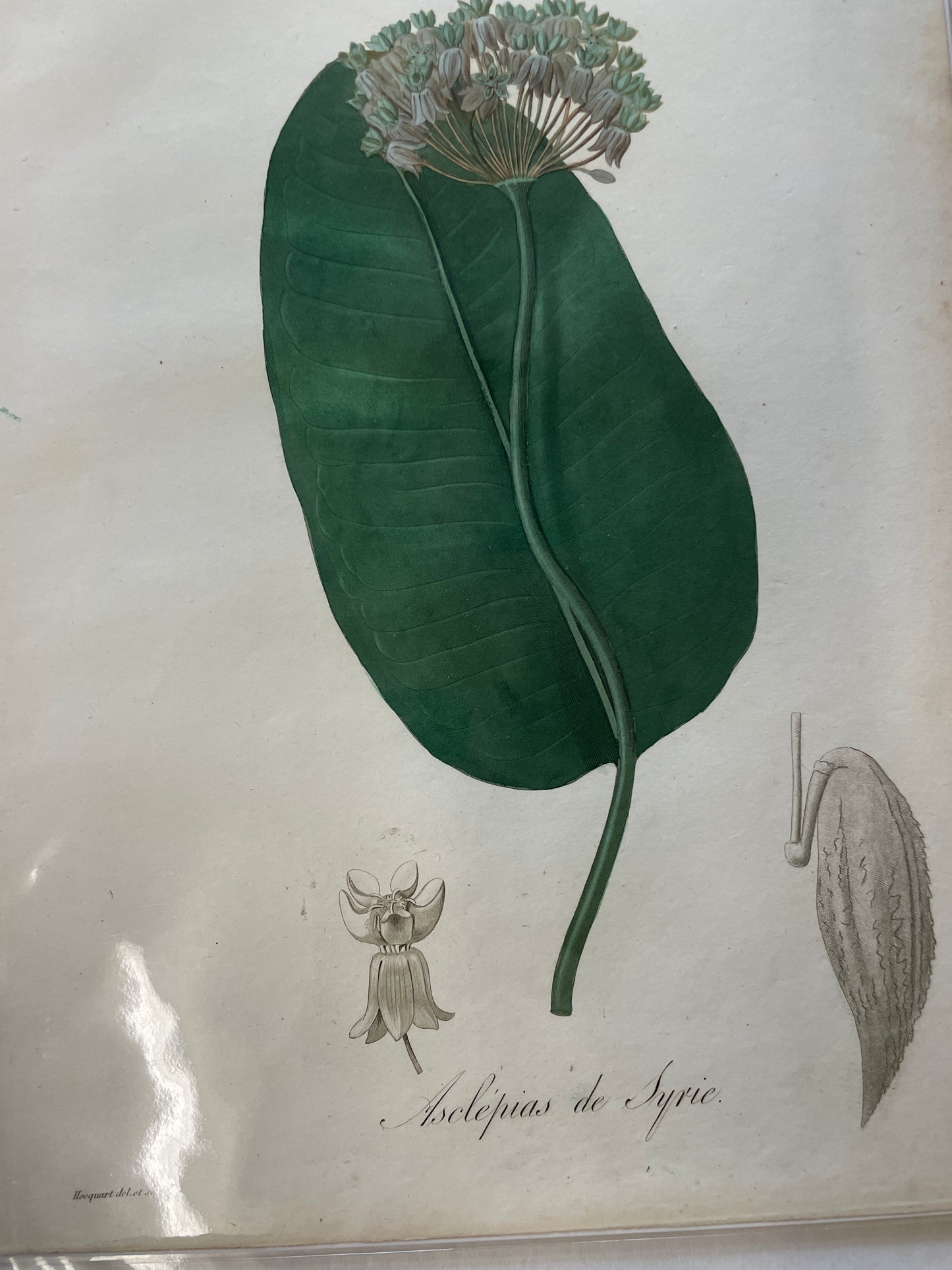 Plant 9-22 - print