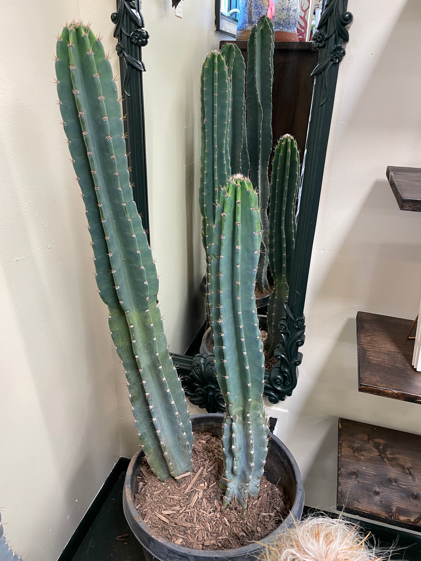 Cactus Rooted