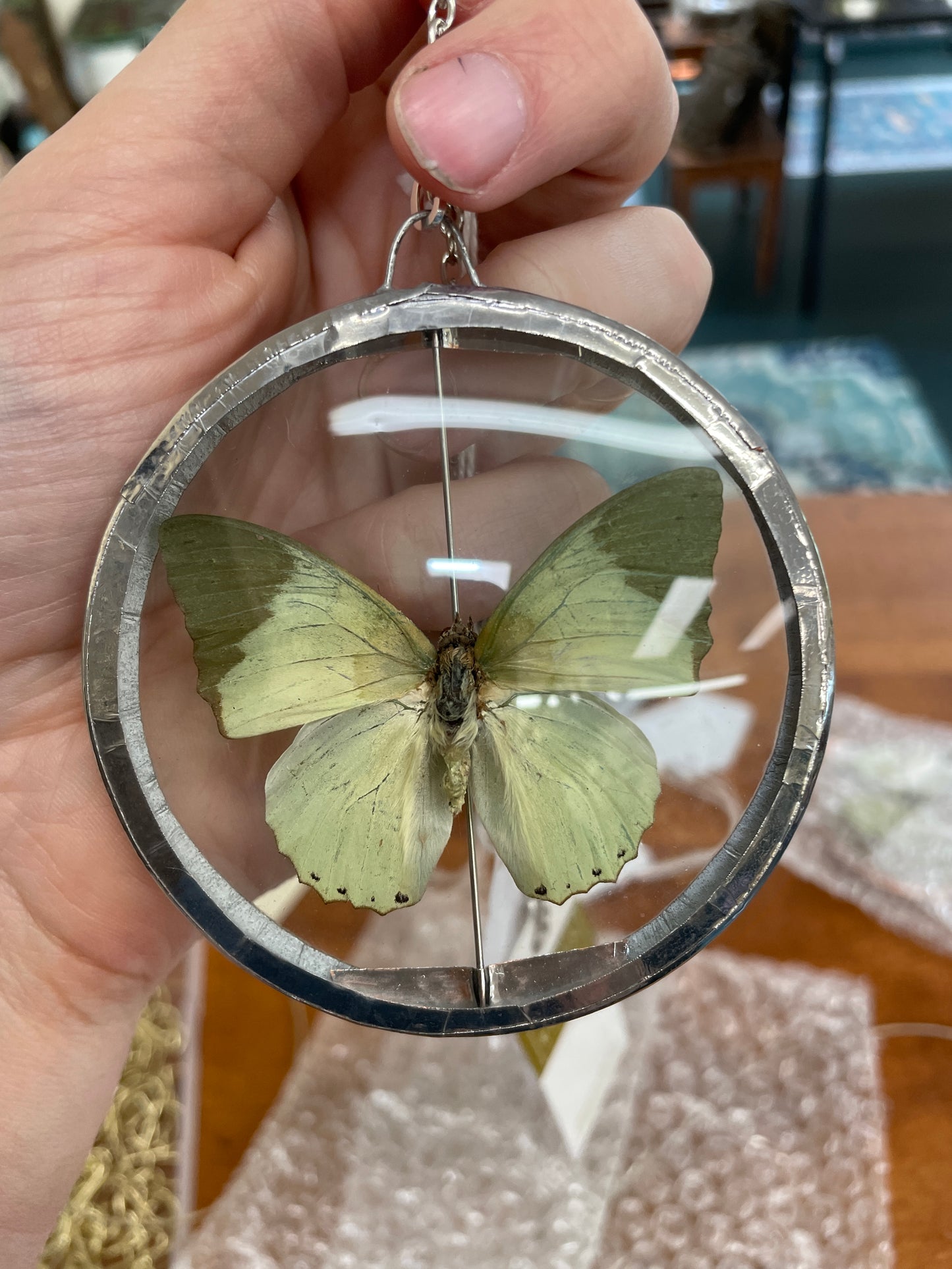 Charaxes Eupale - pendant - Decayed Brocade