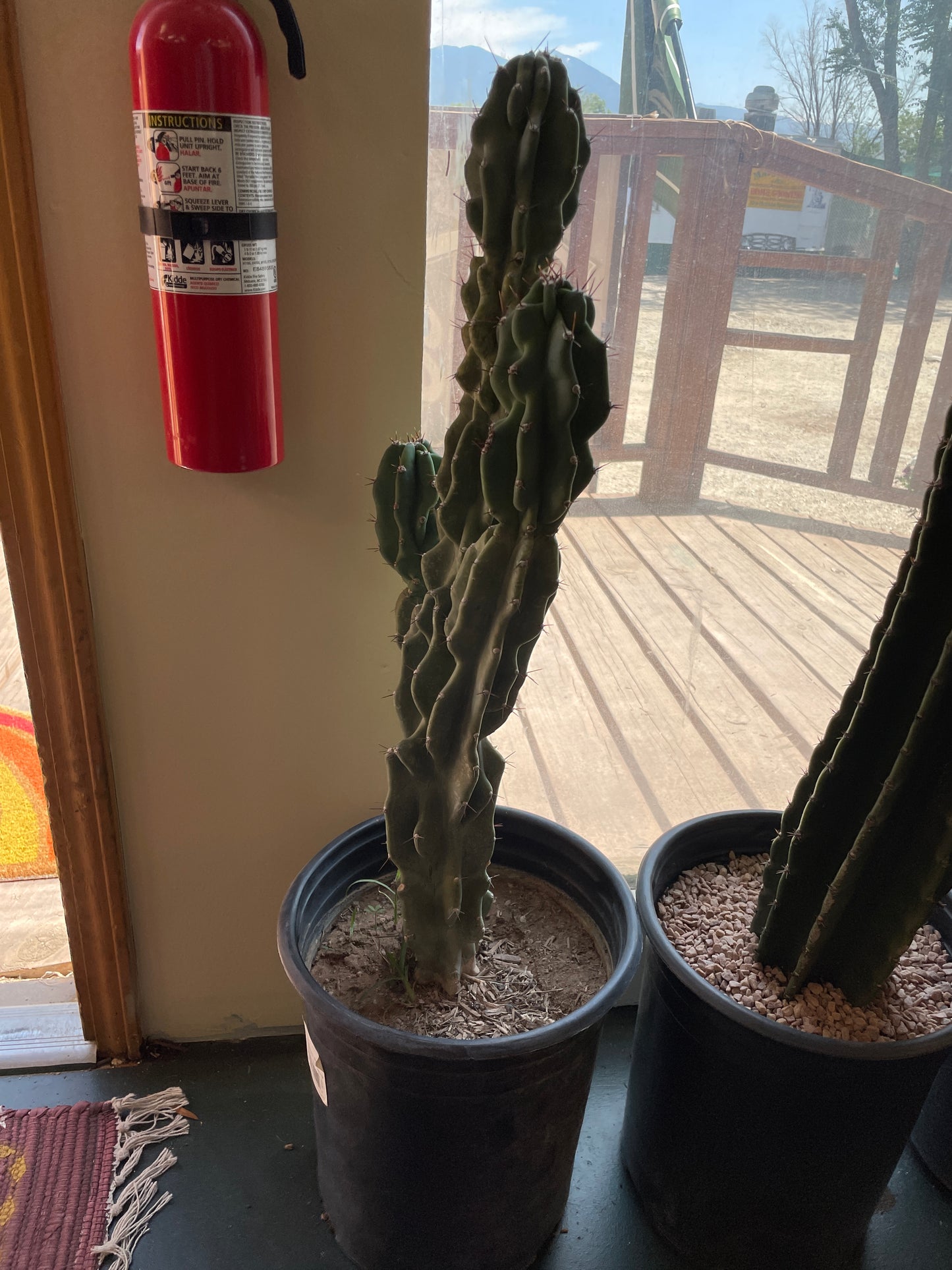 Cactus Rooted