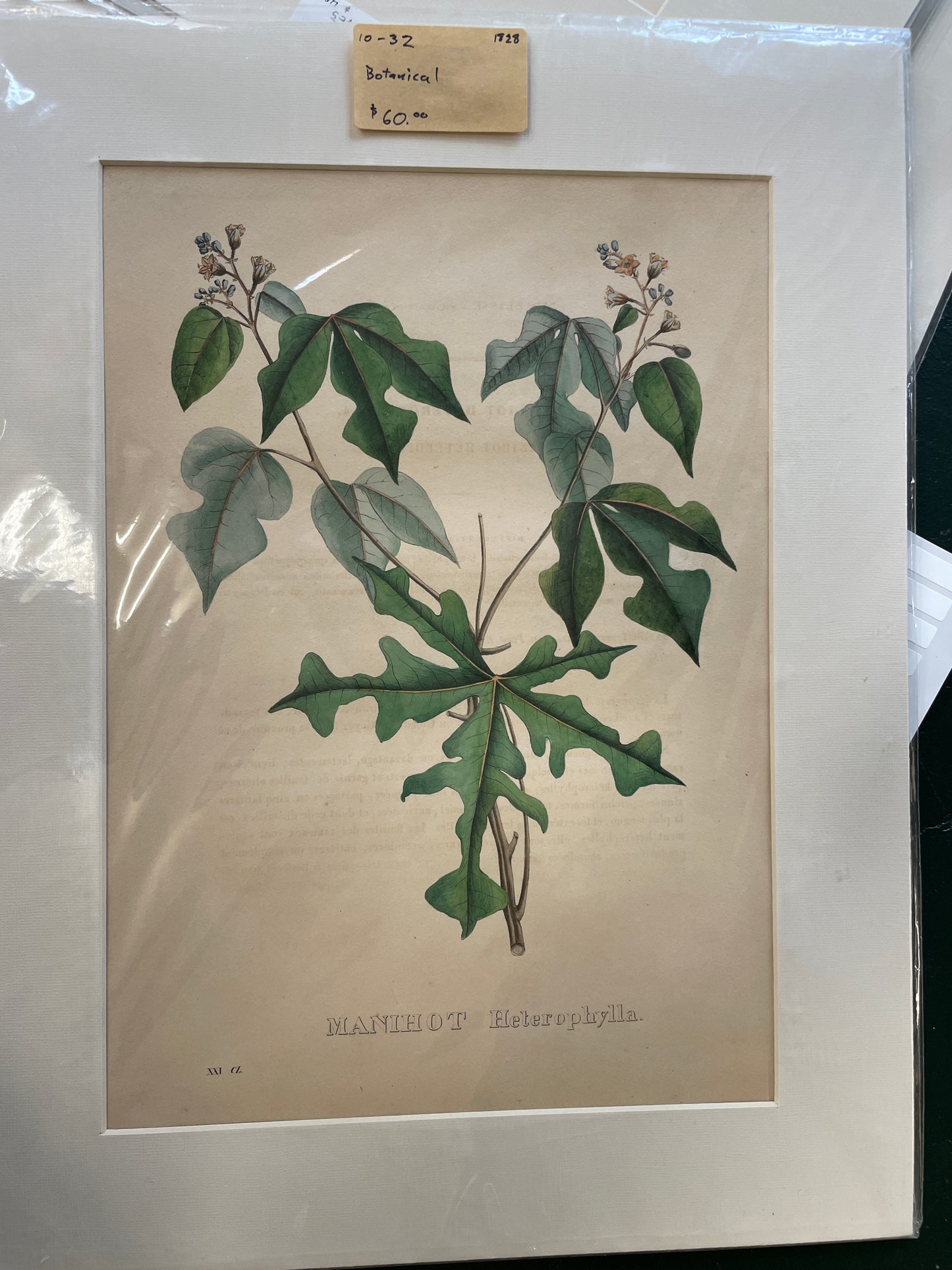 Botanical 10-32 - print