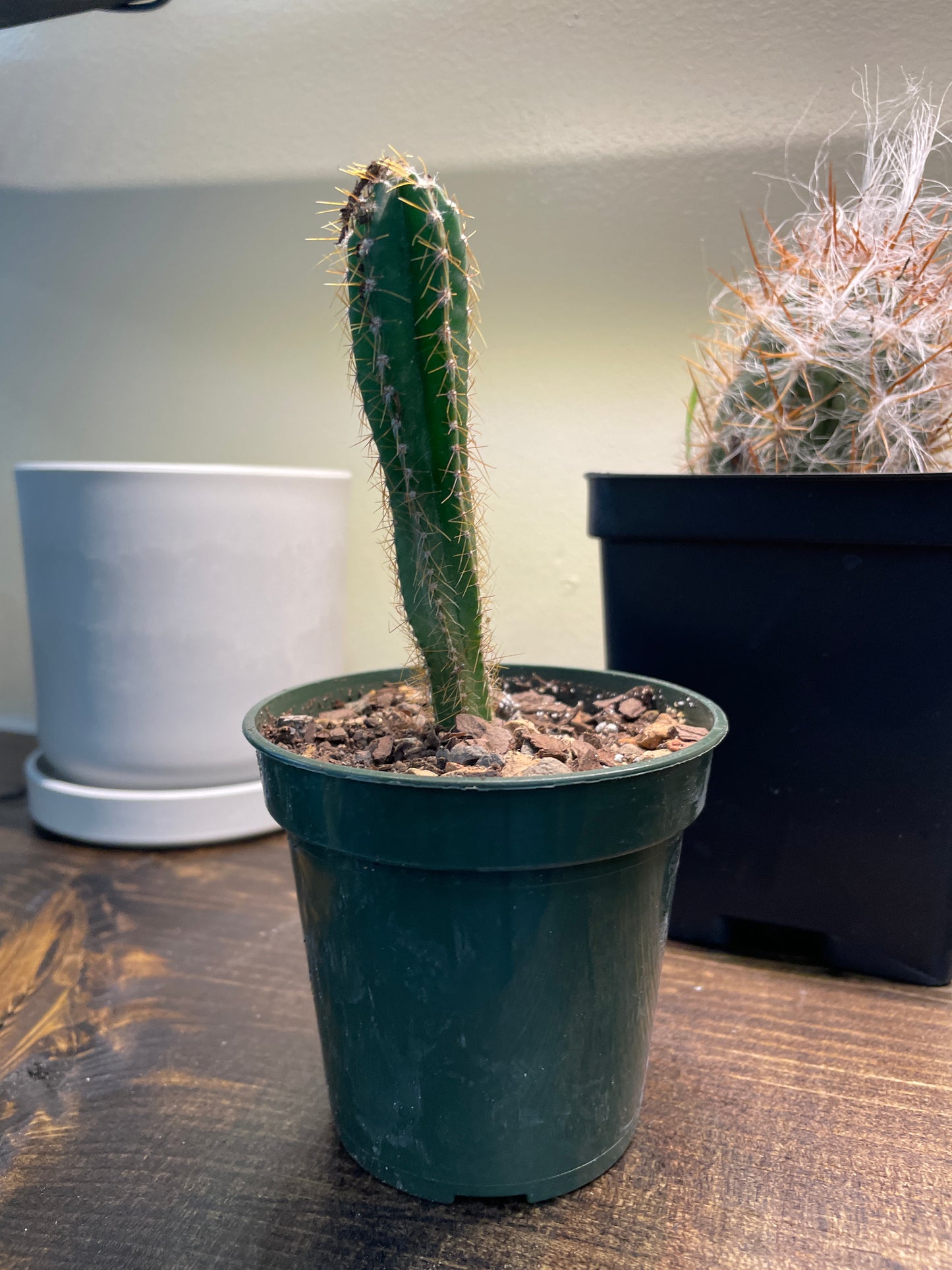 Peruvian Apple Cactus