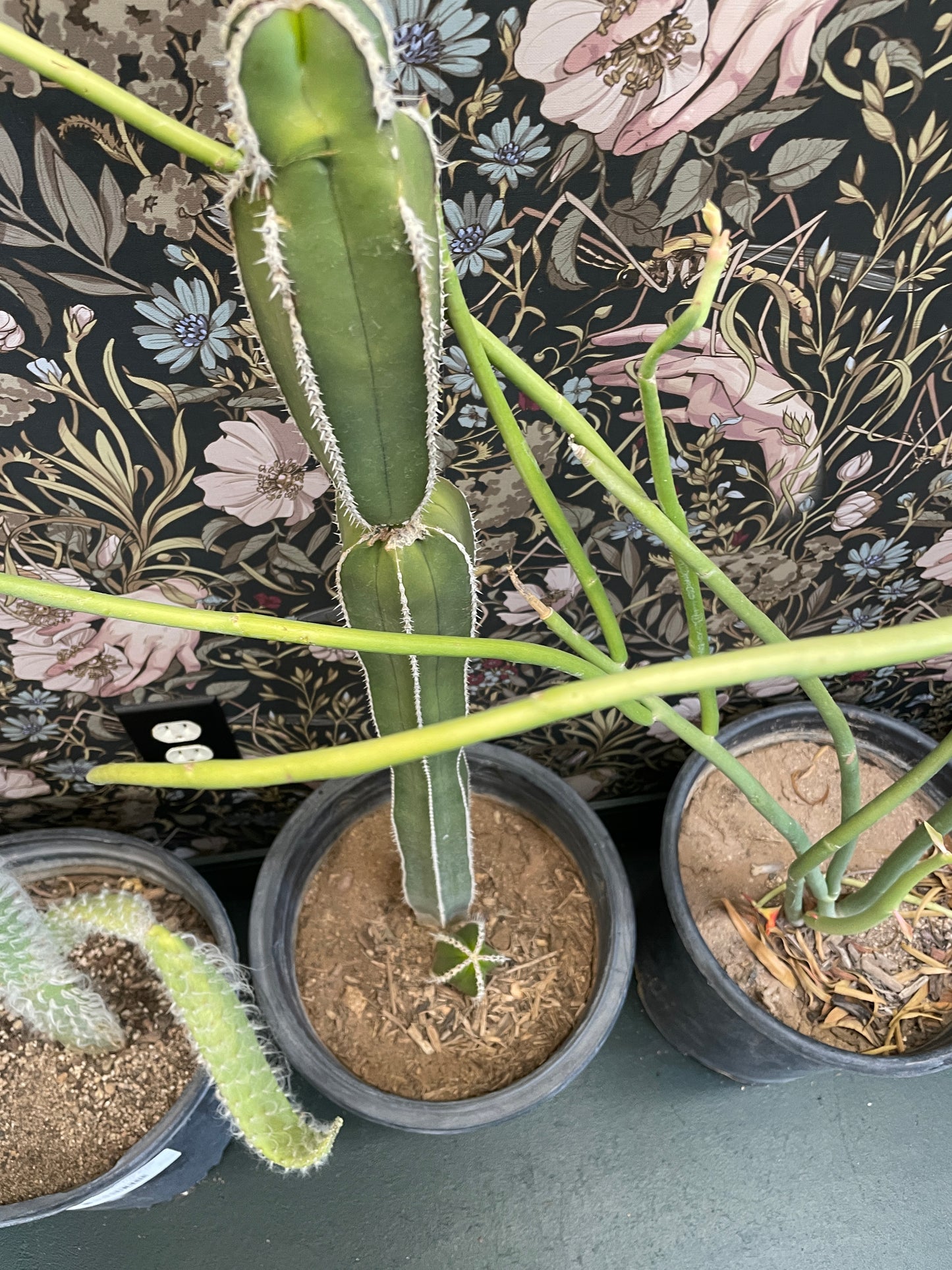 Cactus Rooted