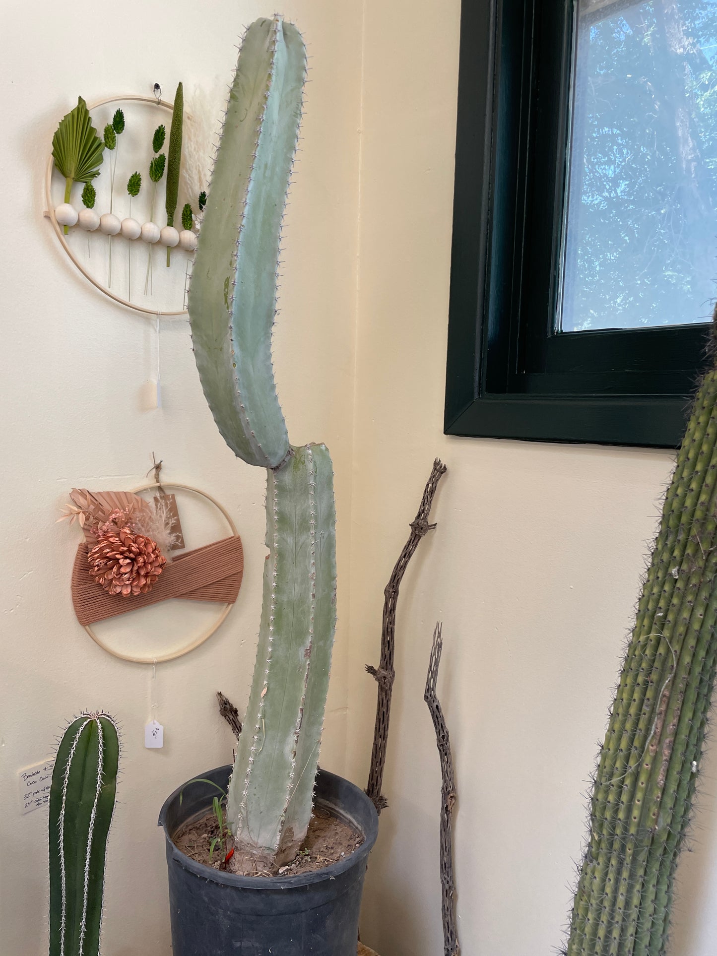 Cactus Rooted
