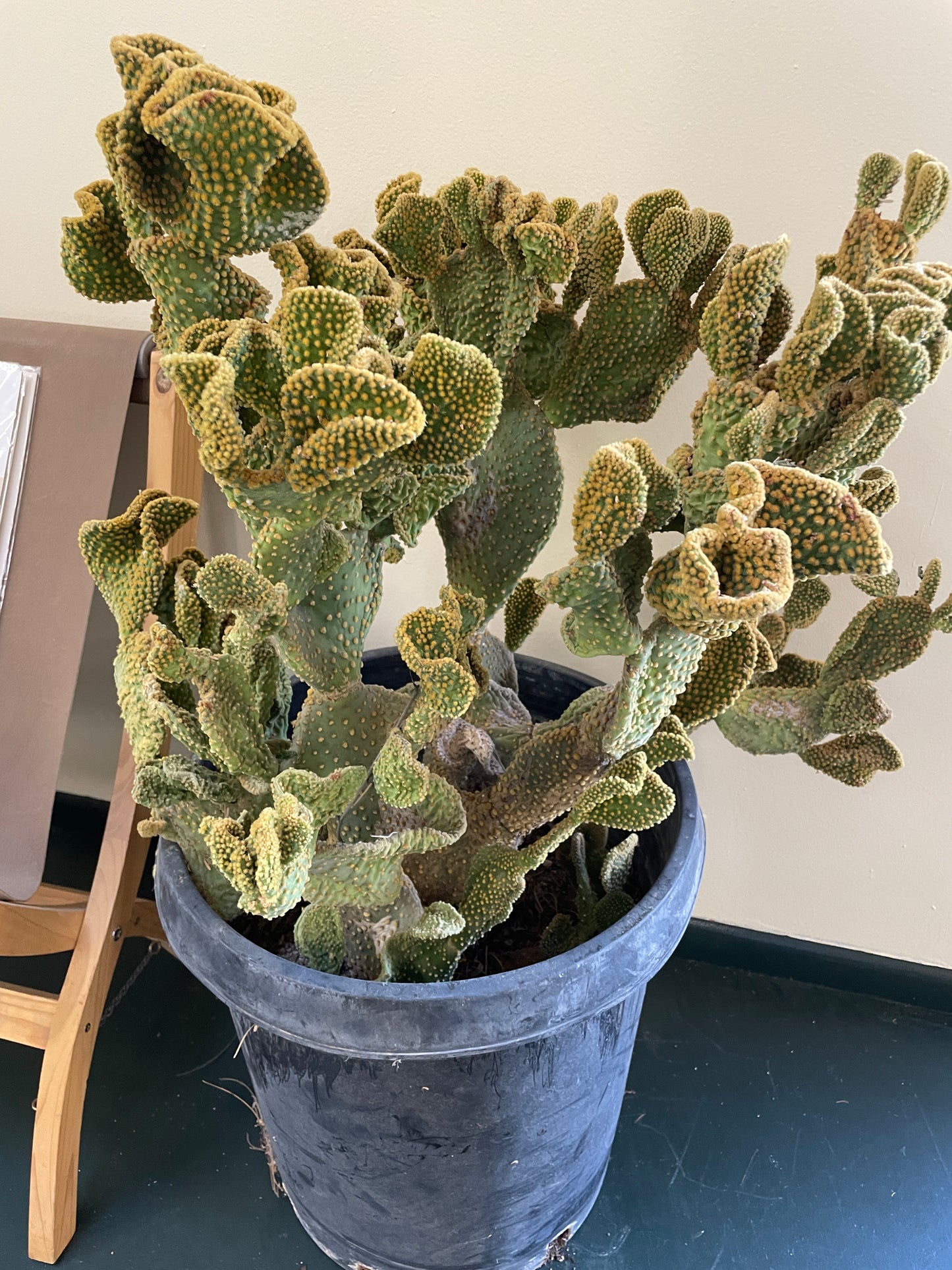 Cactus Rooted