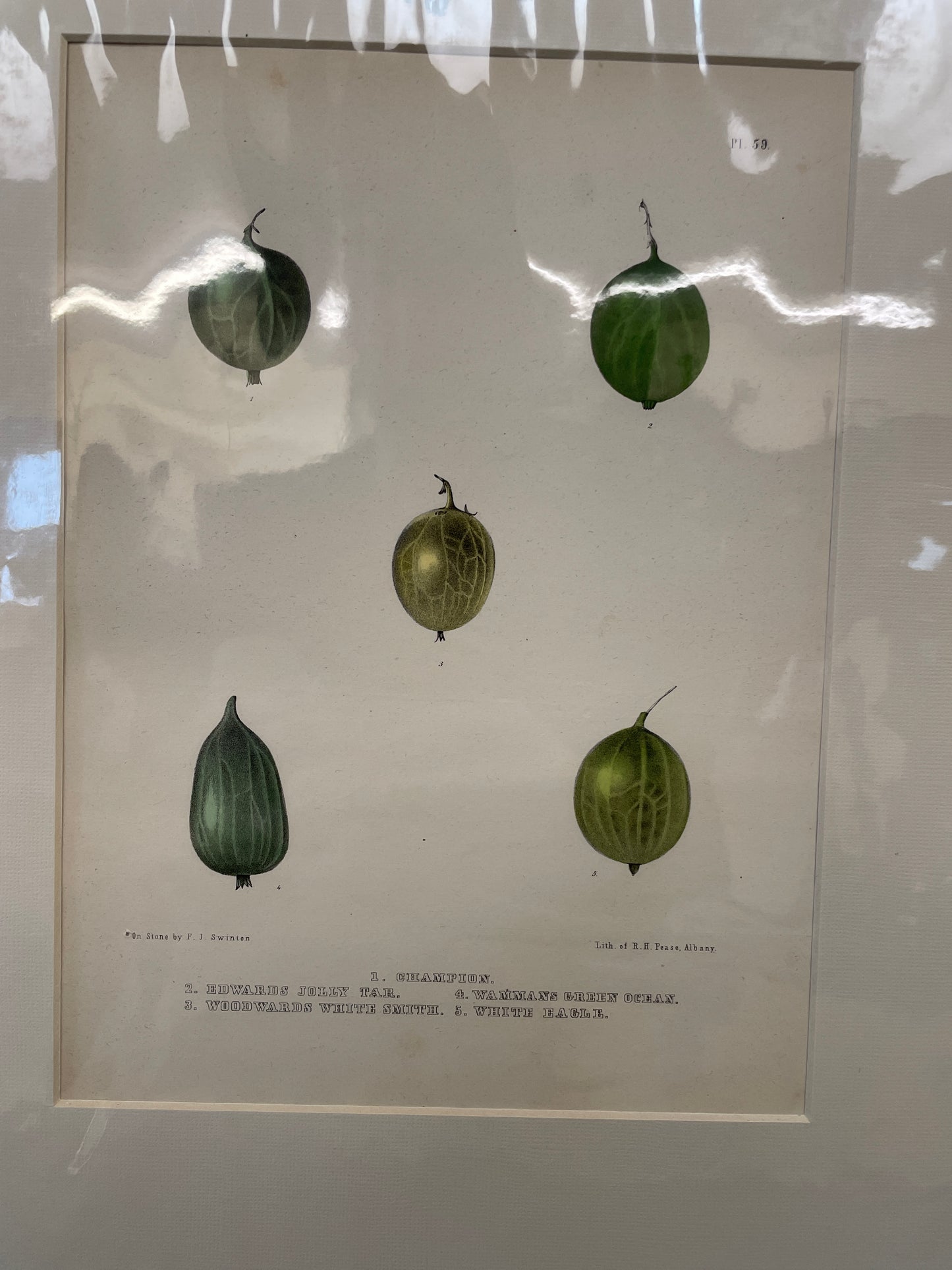 Grapes 10-59 - print