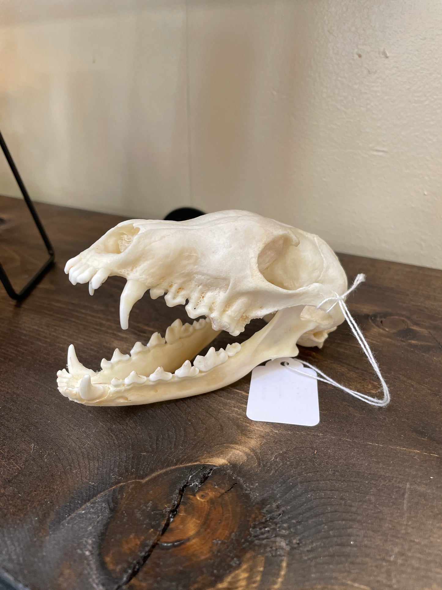 European red fox - skull