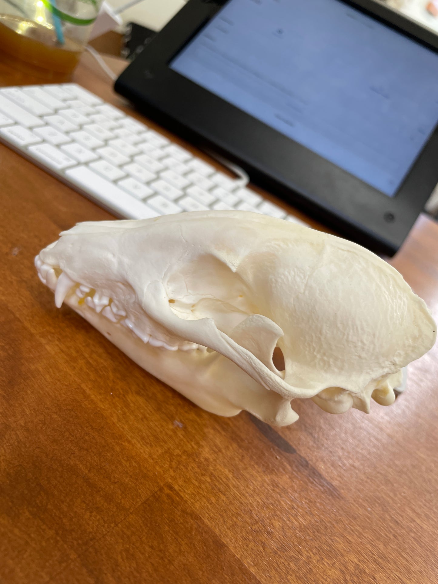 Raccoon Skull