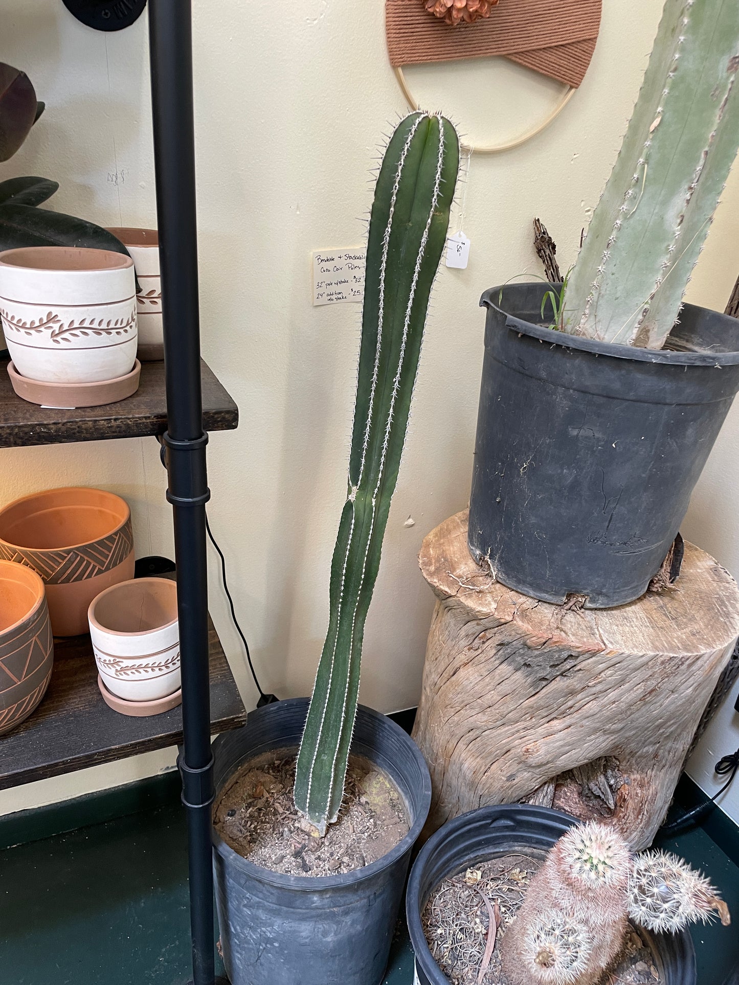 Cactus Rooted