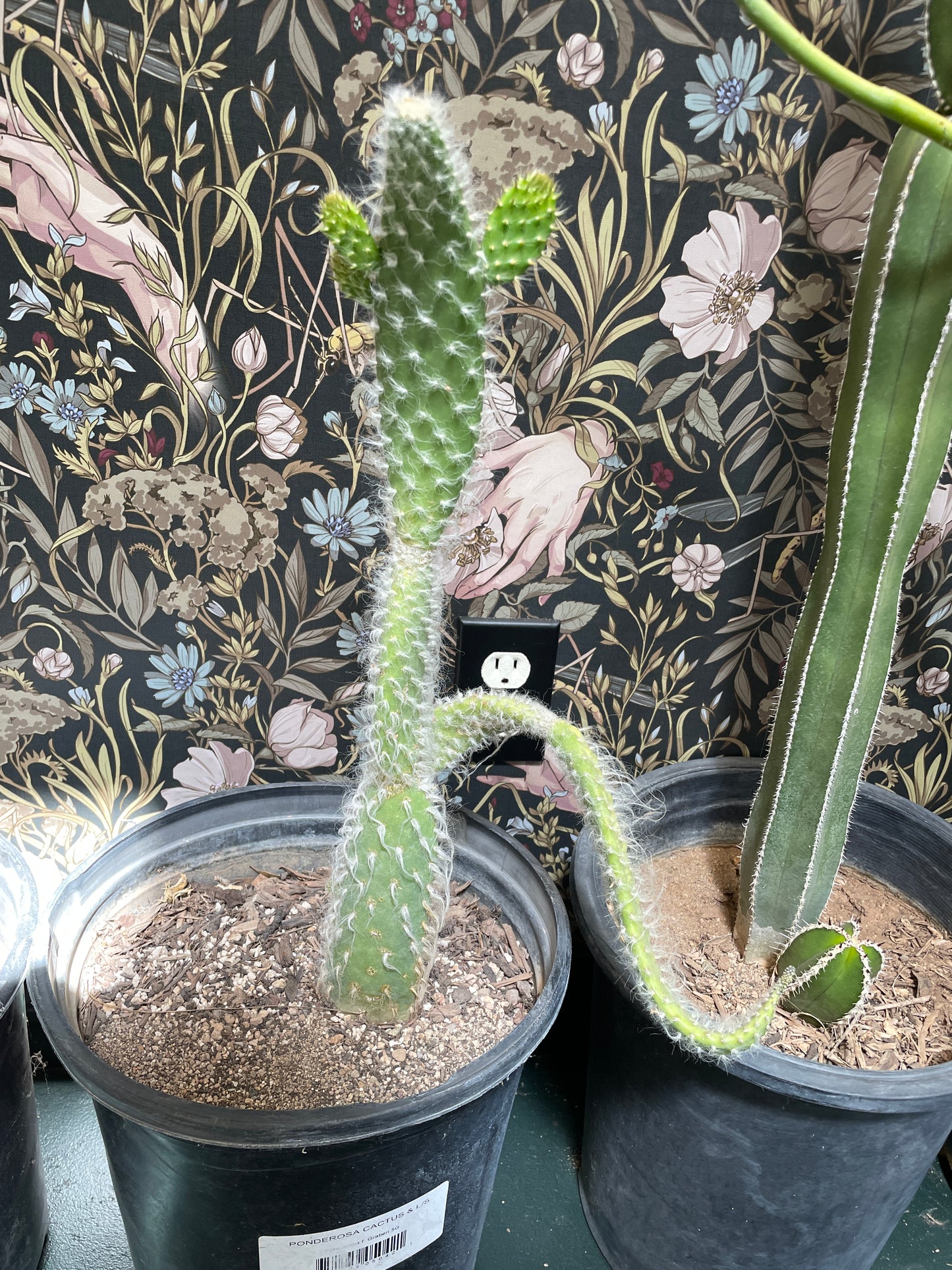 Cactus Rooted