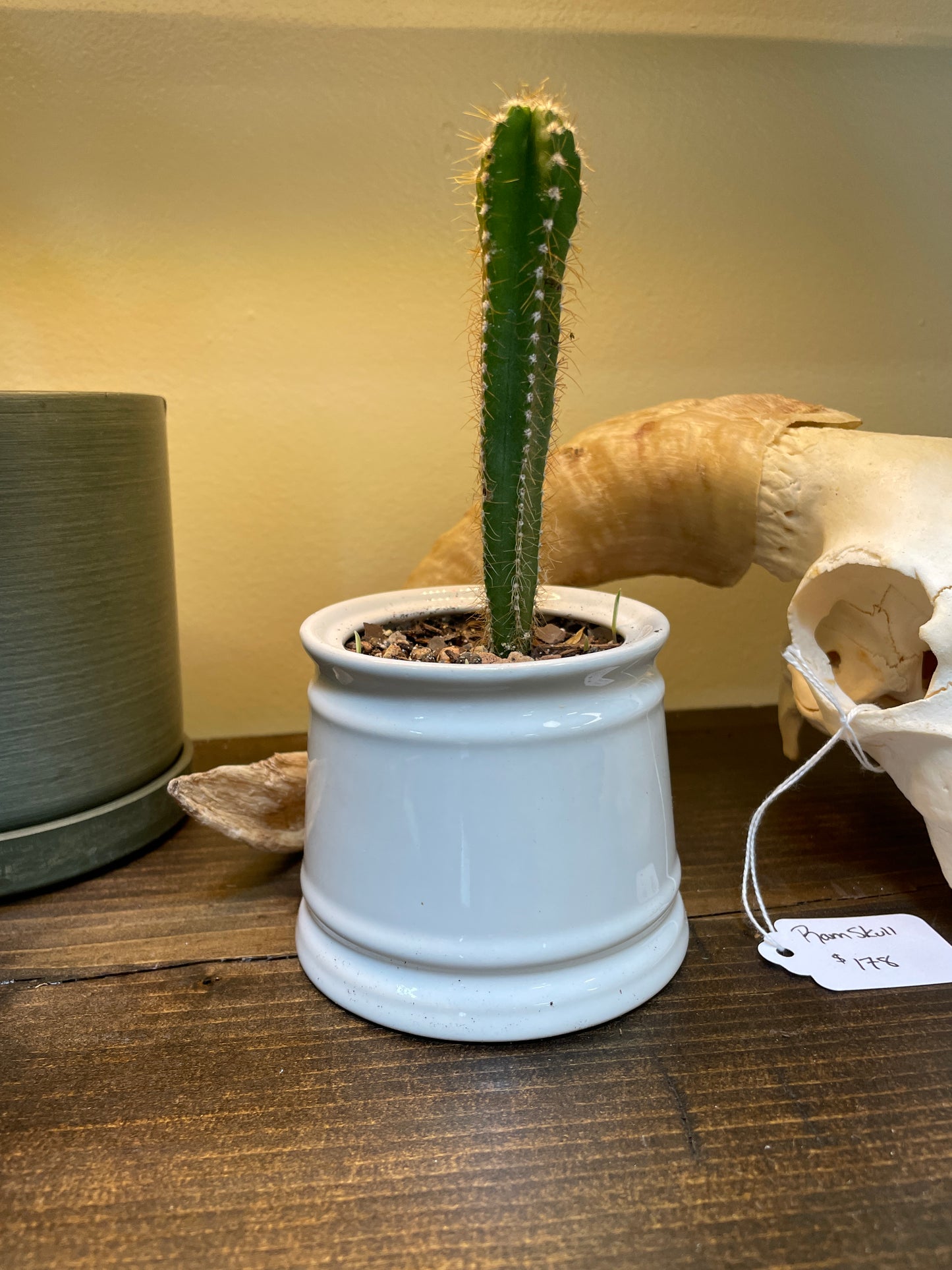 Peruvian Apple Cactus