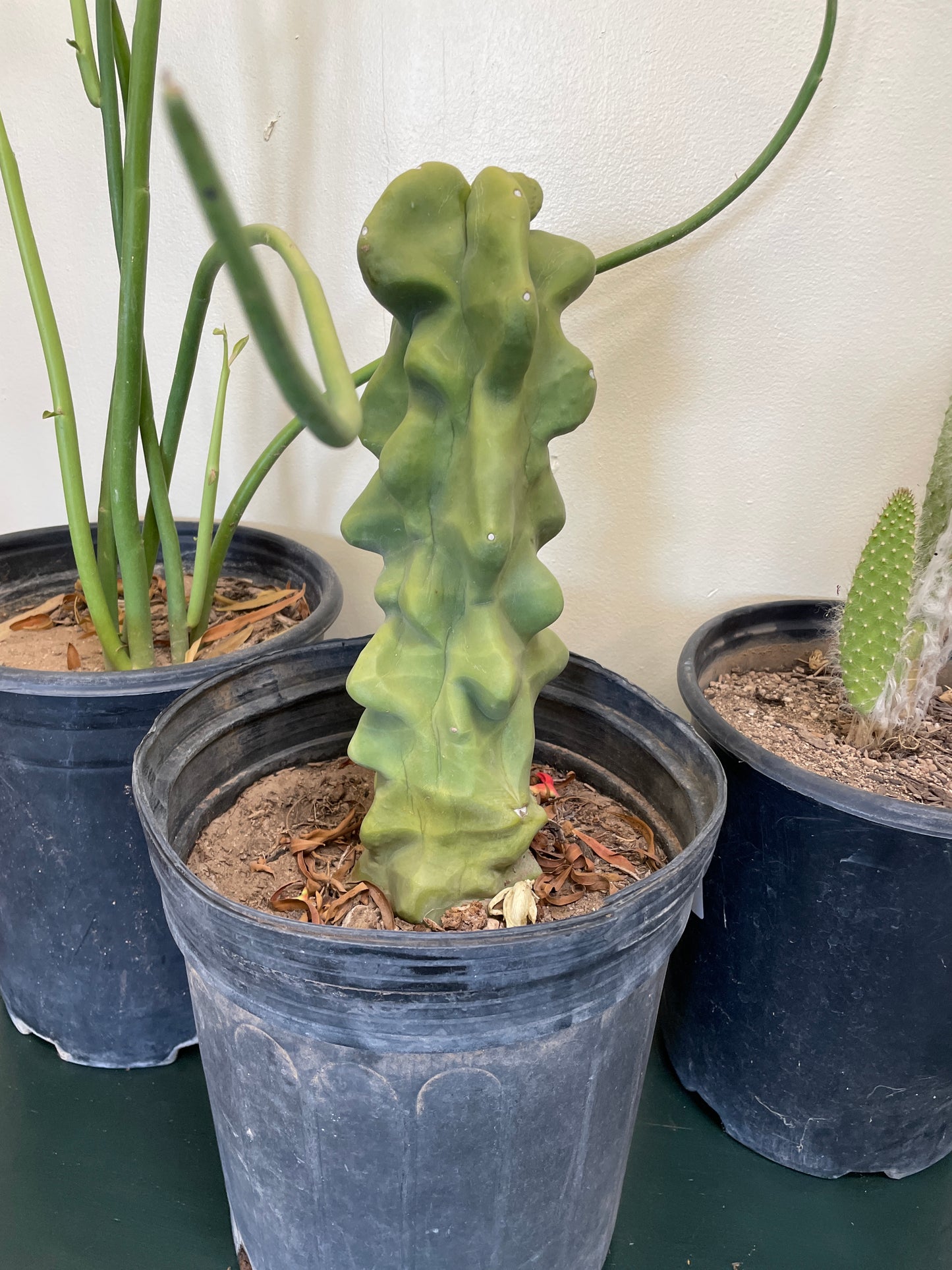 Cactus Rooted