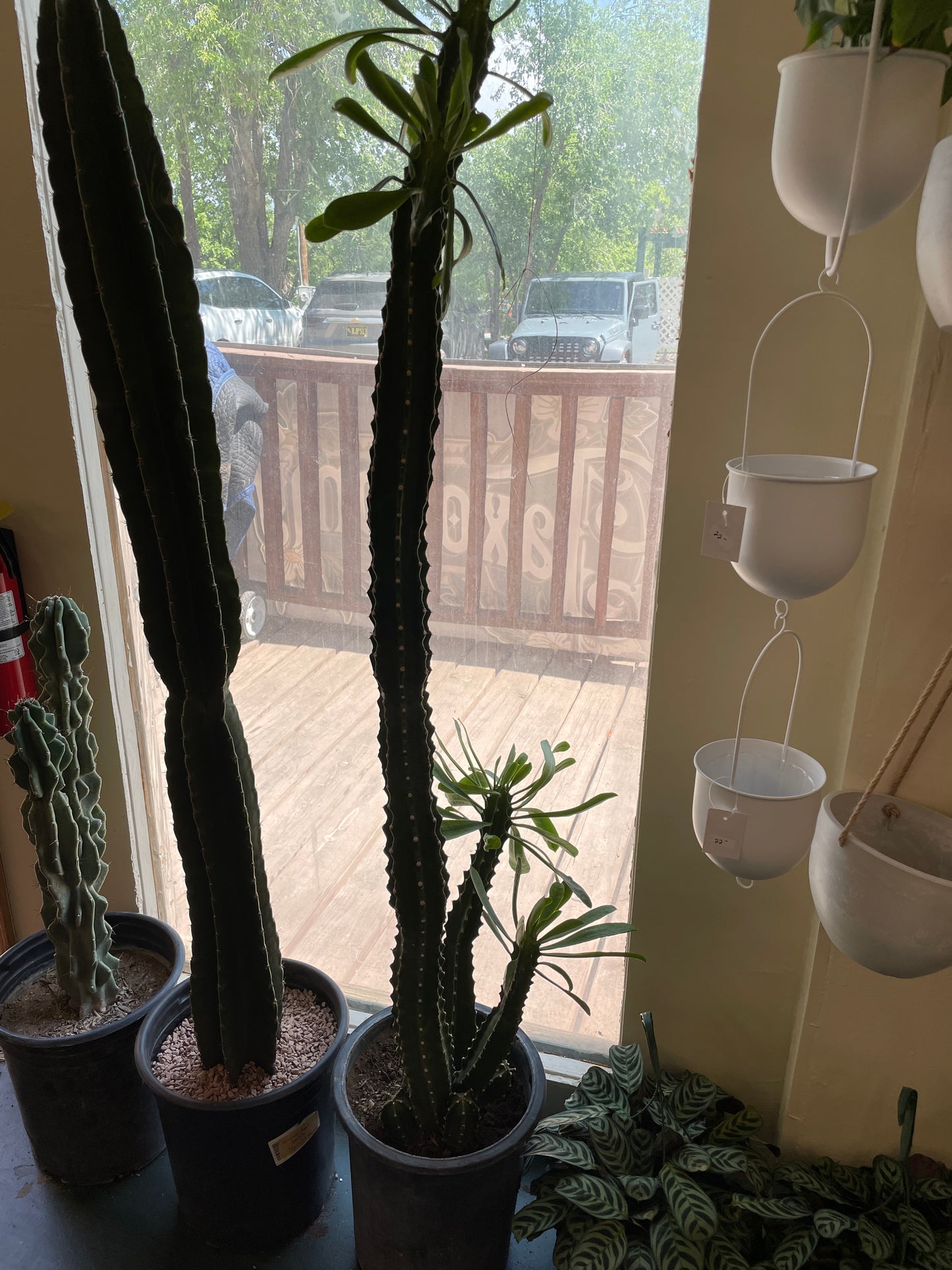 Cactus Rooted