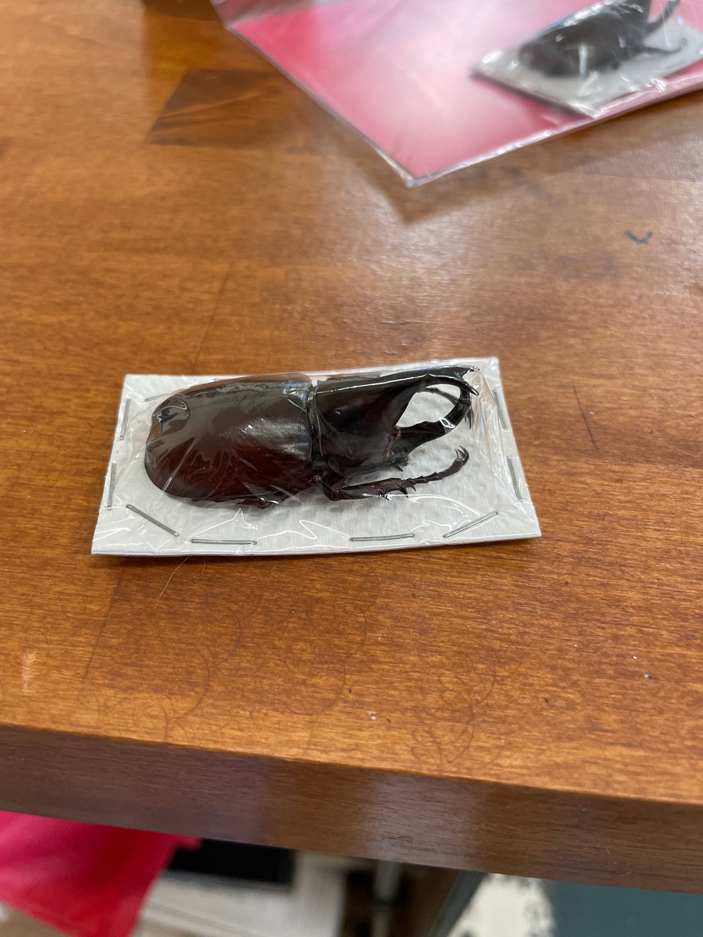 Rhinoceros Beetle