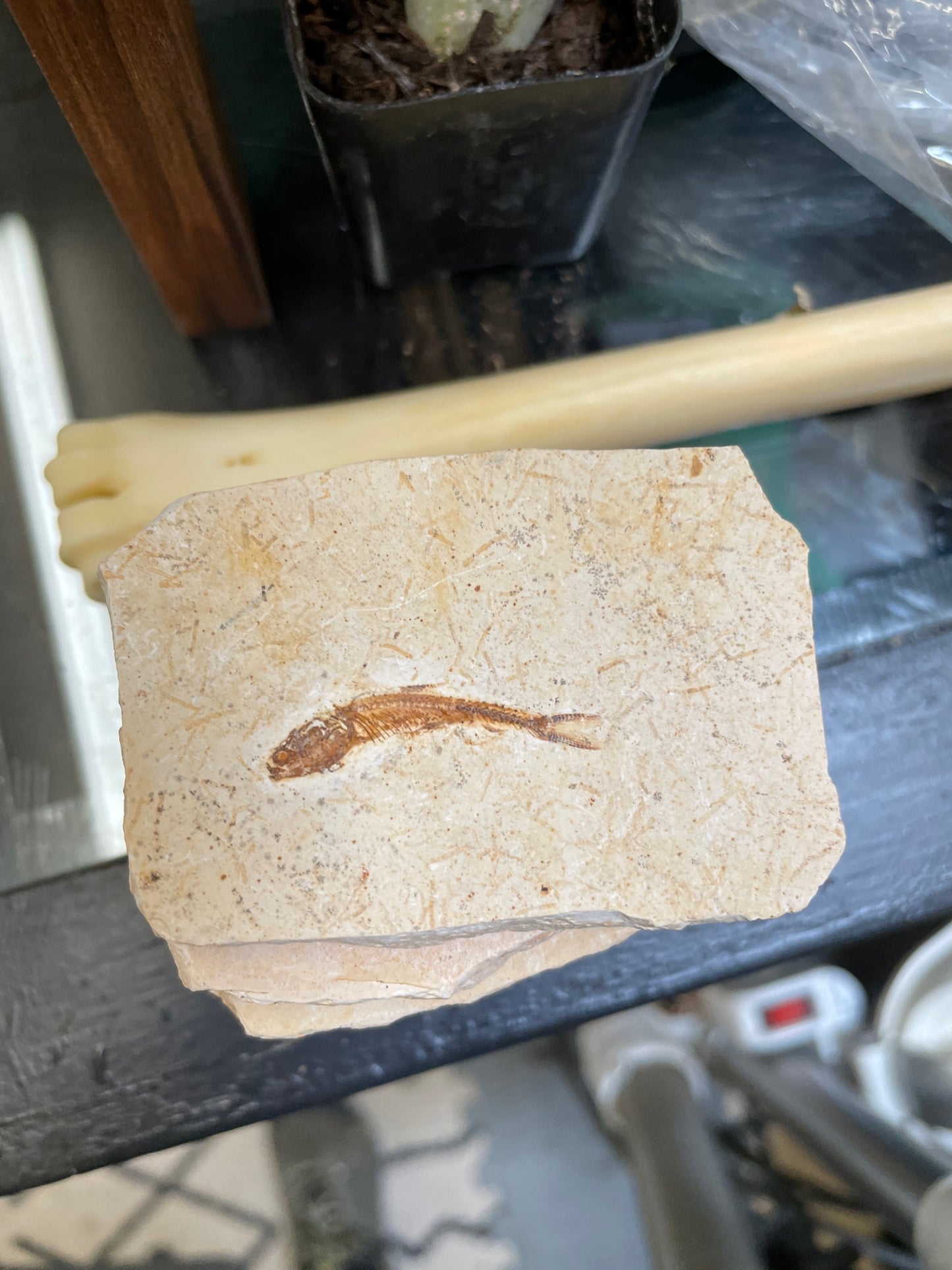Fish fossil