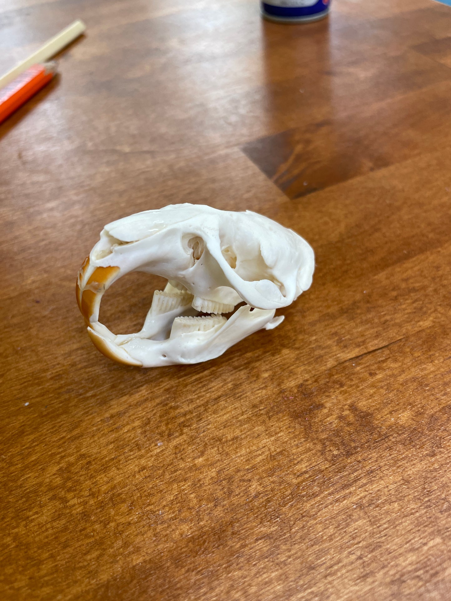 Muskrat skull