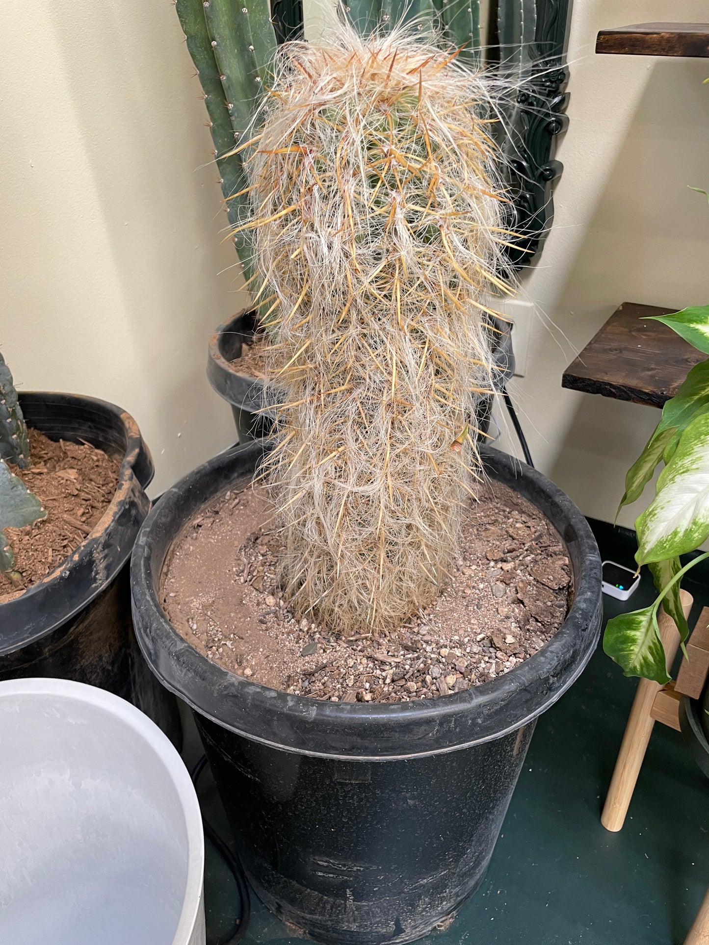 Cactus Rooted