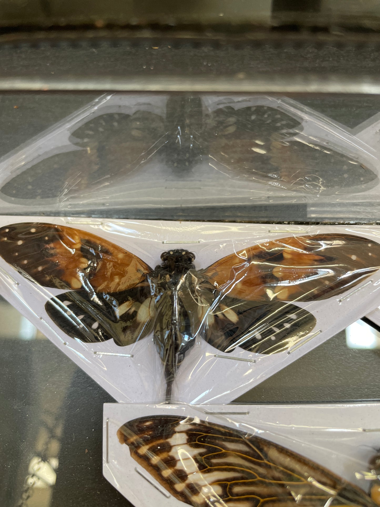 Amber cicada - insect specimen