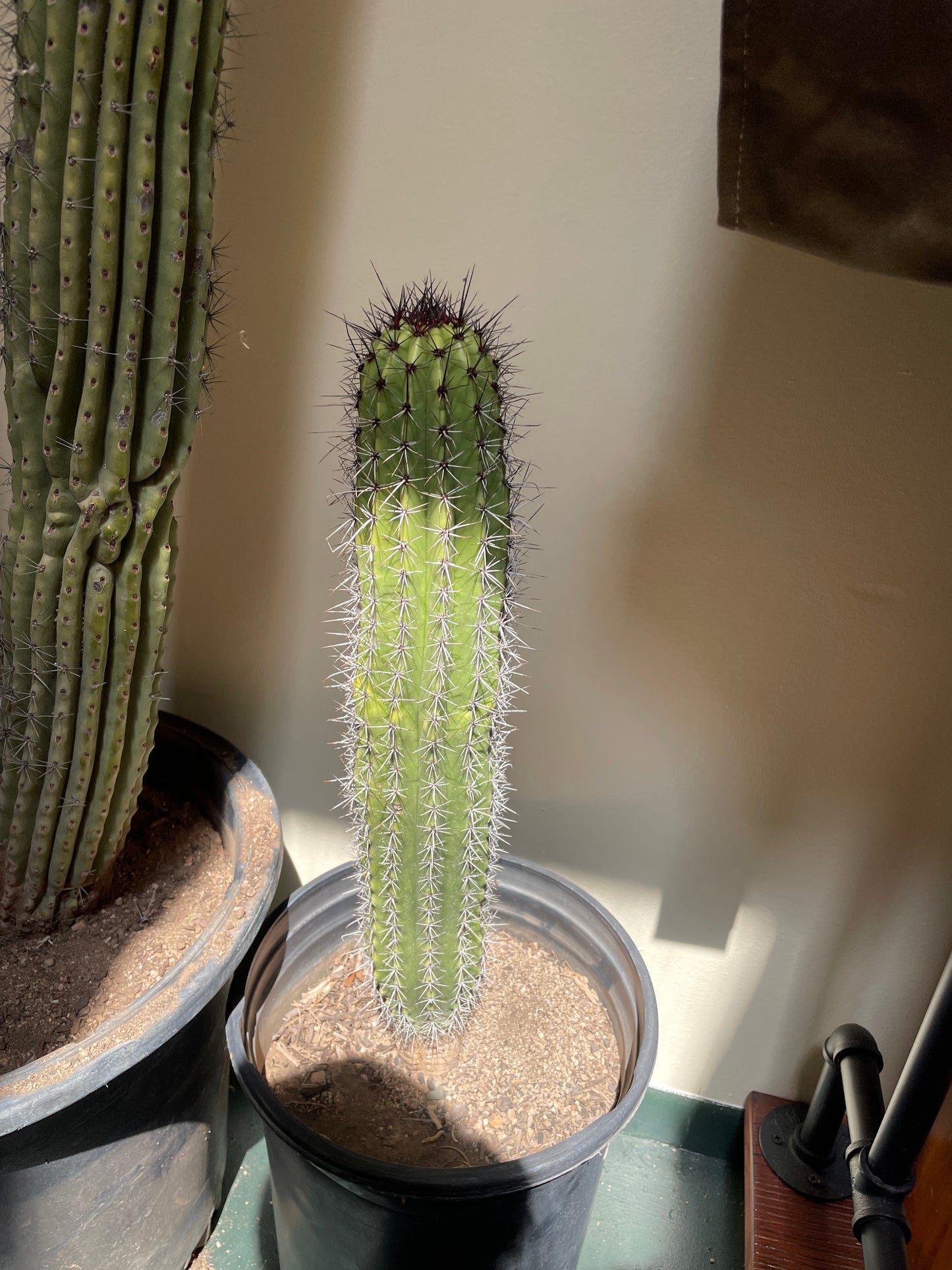 Cactus Rooted