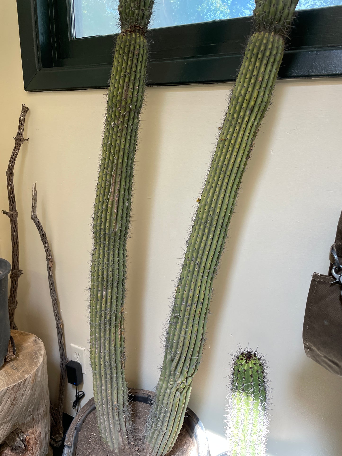 Cactus Rooted