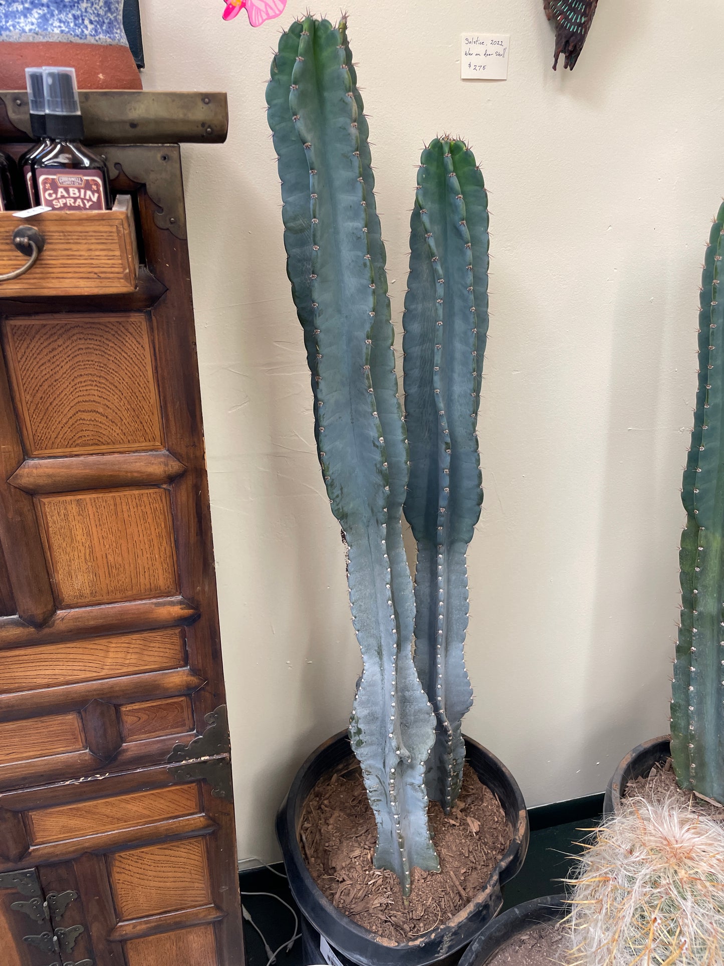 Cactus Rooted