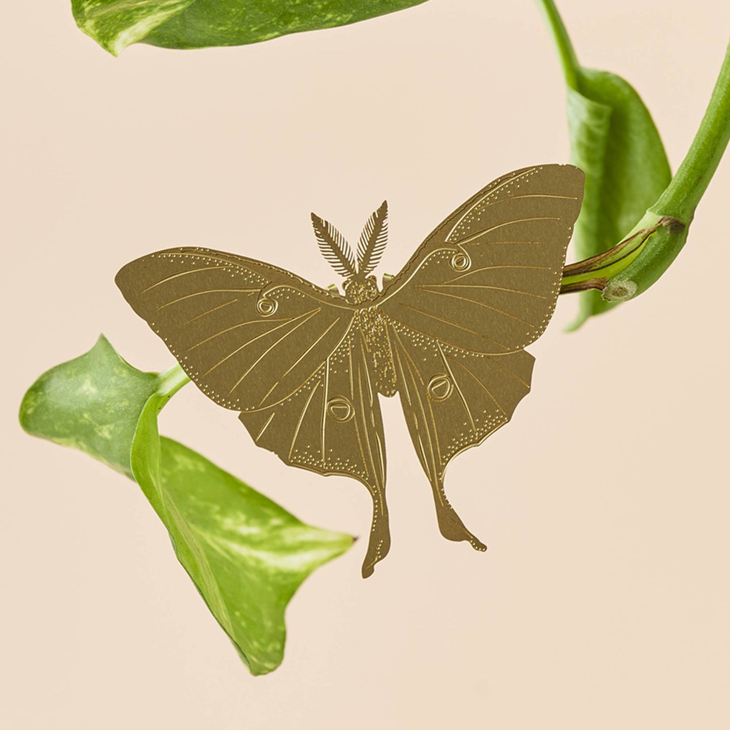 Plant Animal - Luna Moth, plant decoration