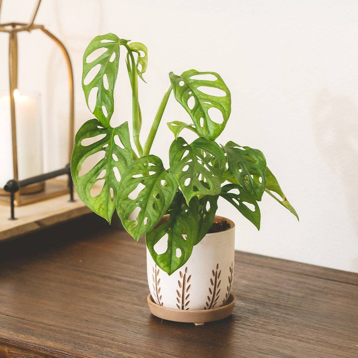 Clay White Vertical Leaf Pot - 4"/7" Planter for Houseplant