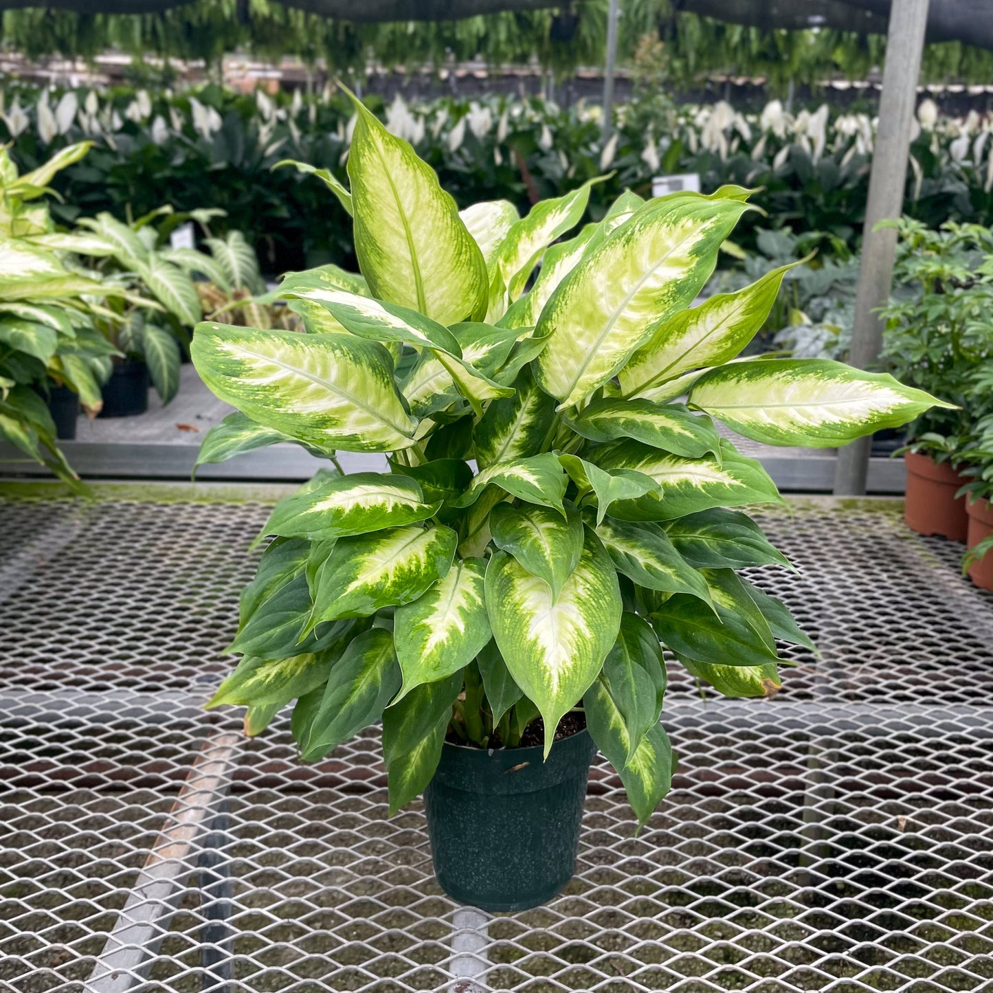 Dieffenbachia - 6" Live Plant