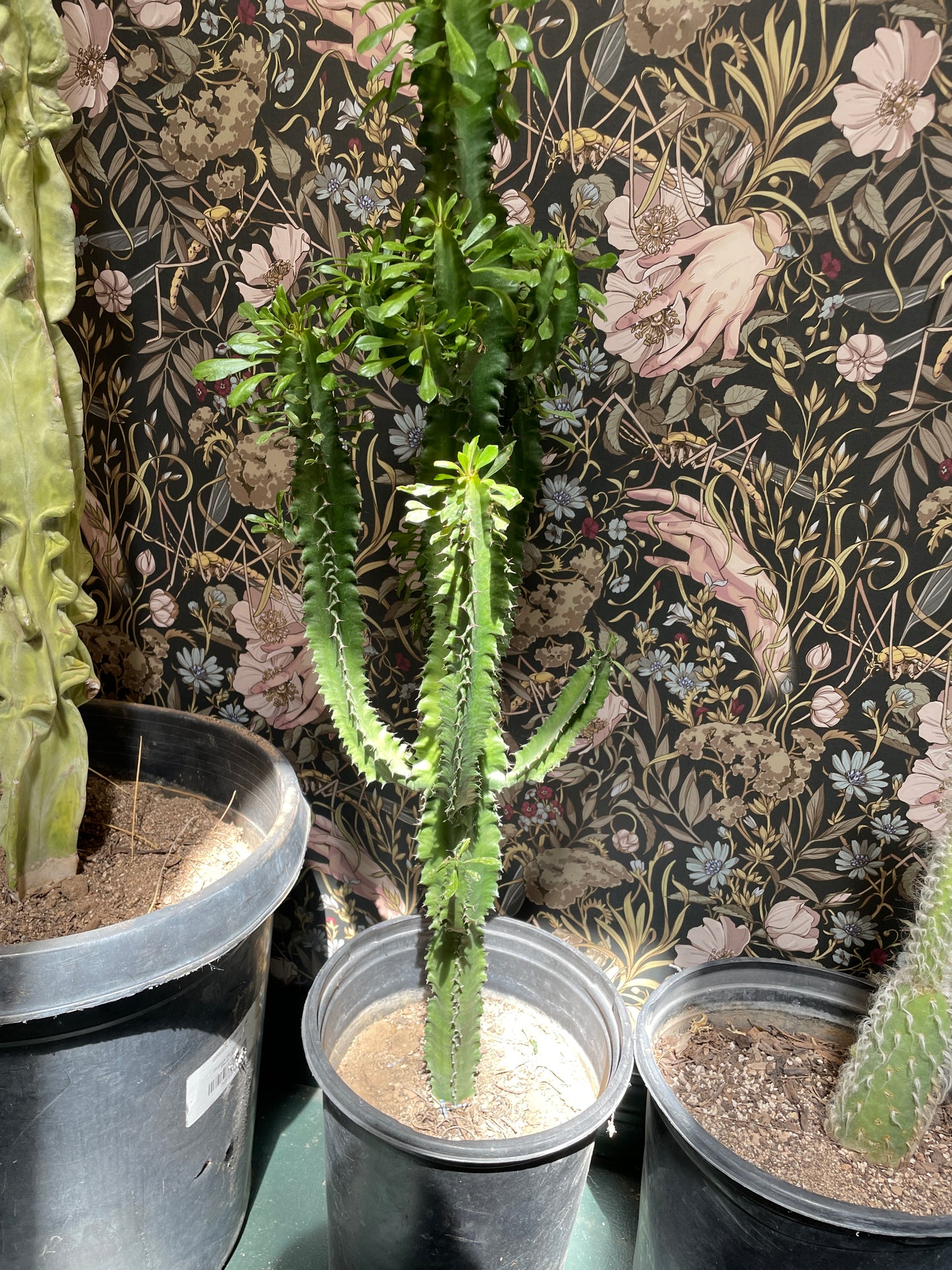 Cactus Rooted