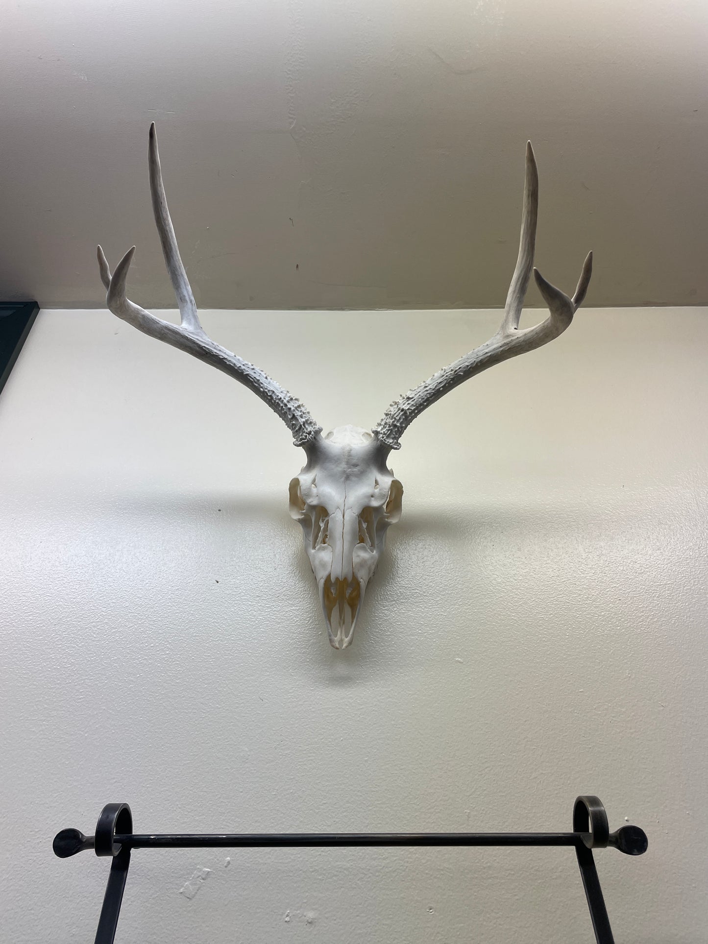 Mule deer skull