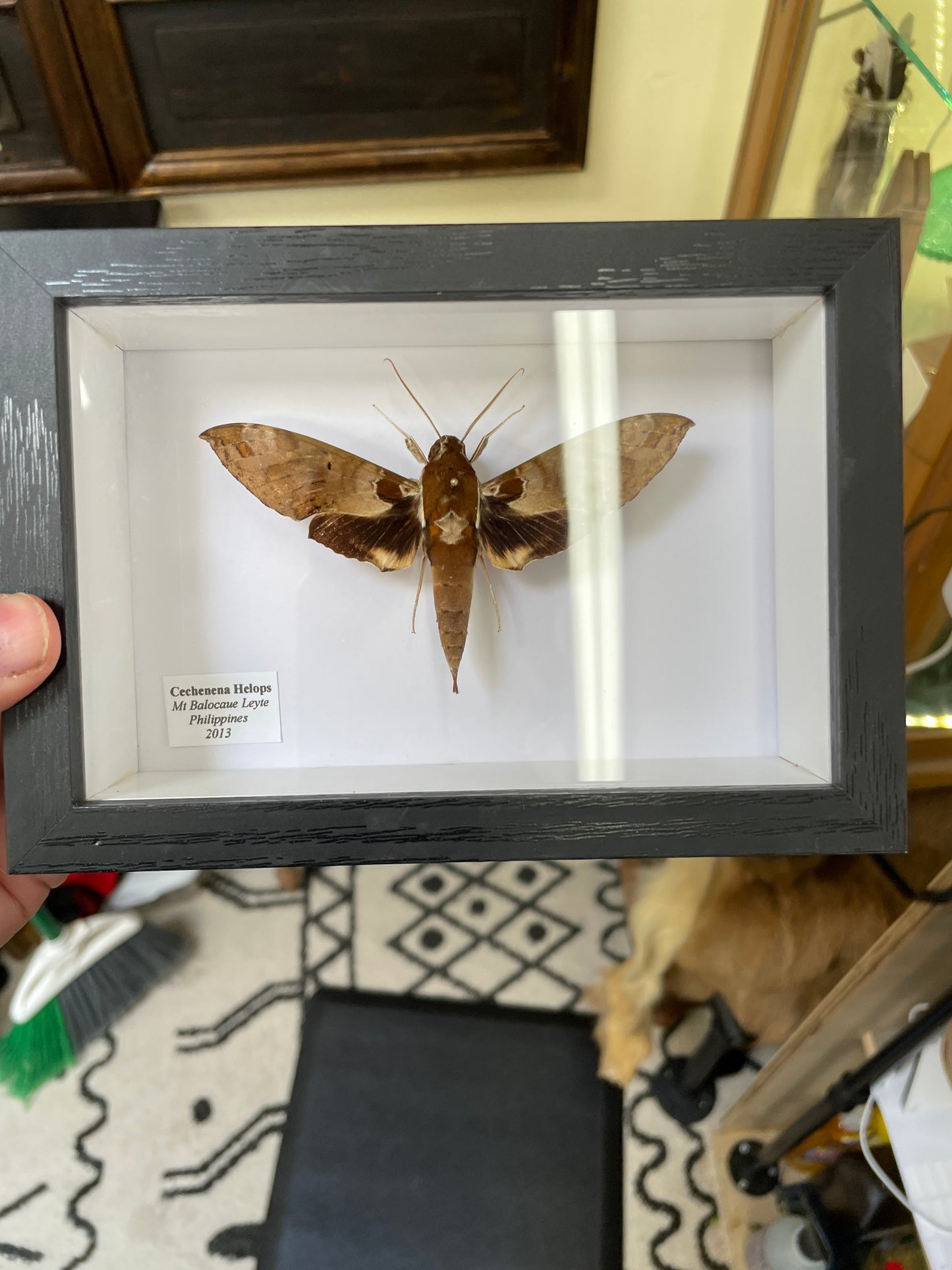 Pinned - hawk moth