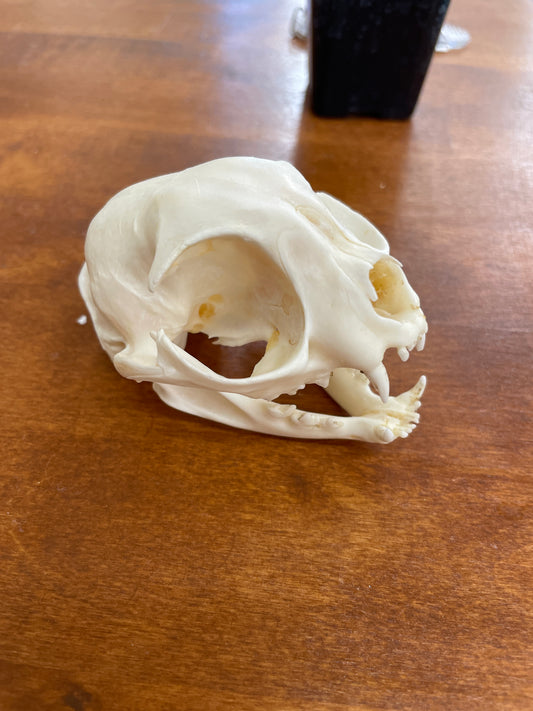 Felis catus Dome (cat skull)