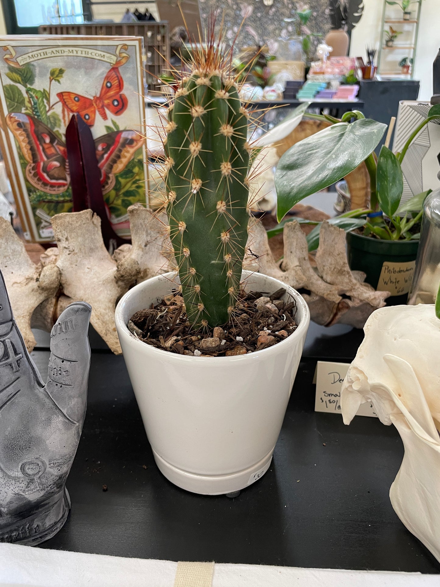 Pre potted plants cactus succulents