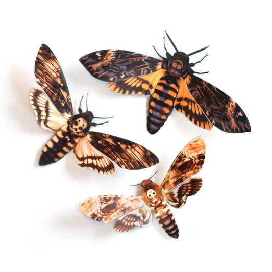 'Memento Mori' Death's-Head Hawkmoth Moth Set