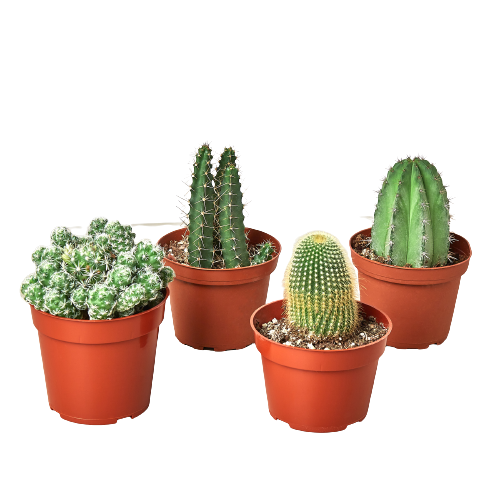 Cacti - 4.0" Pot Cactus