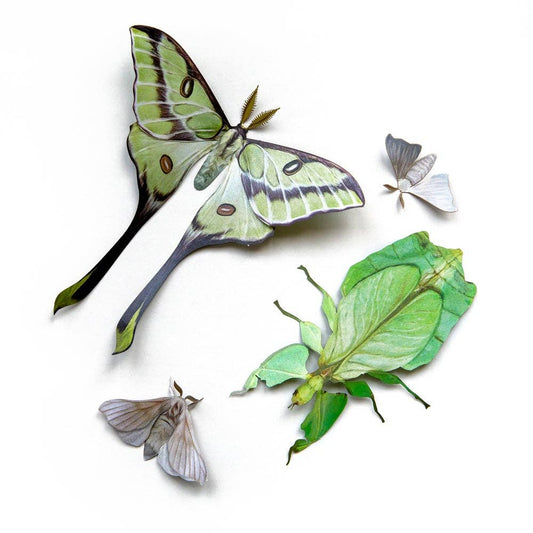'Leaf' Besanti Moth and Leaf Insect Set