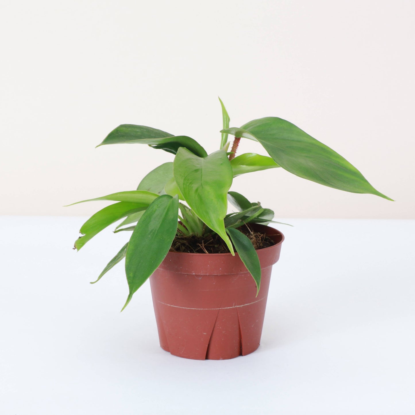 Philodendron Squamiferum - Live Plant