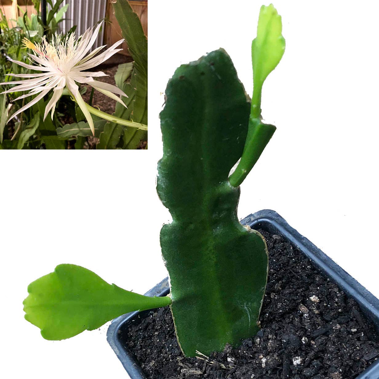 Queen of the Night Plant, (Epiphyllum oxypetalum) 2.5 inch p